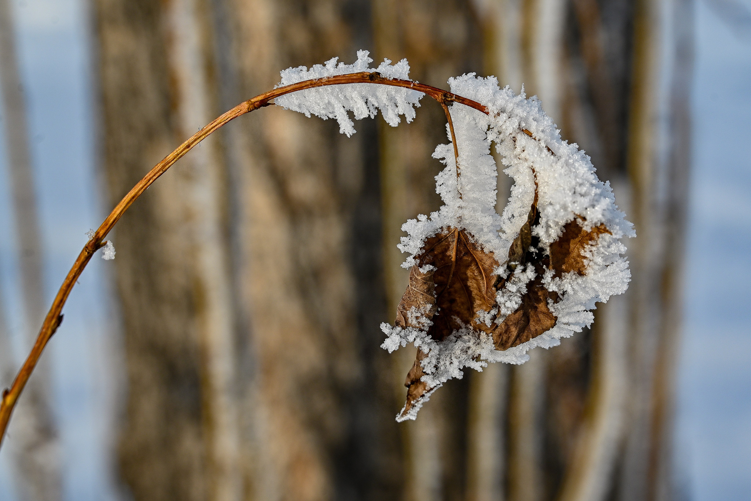 Сибирская зима прекрасна!. FotoGraf