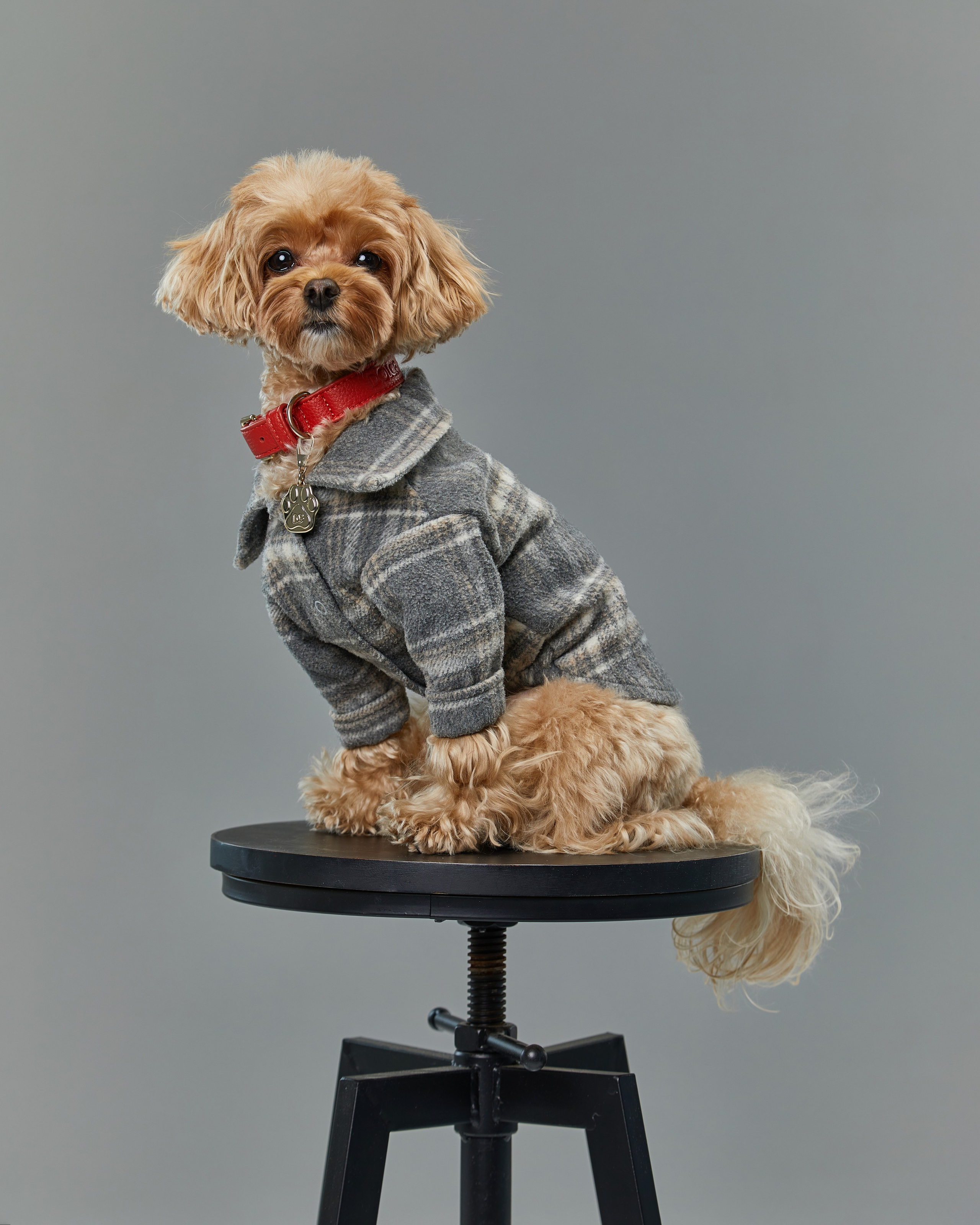 Pets Photography / Фотограф Собак