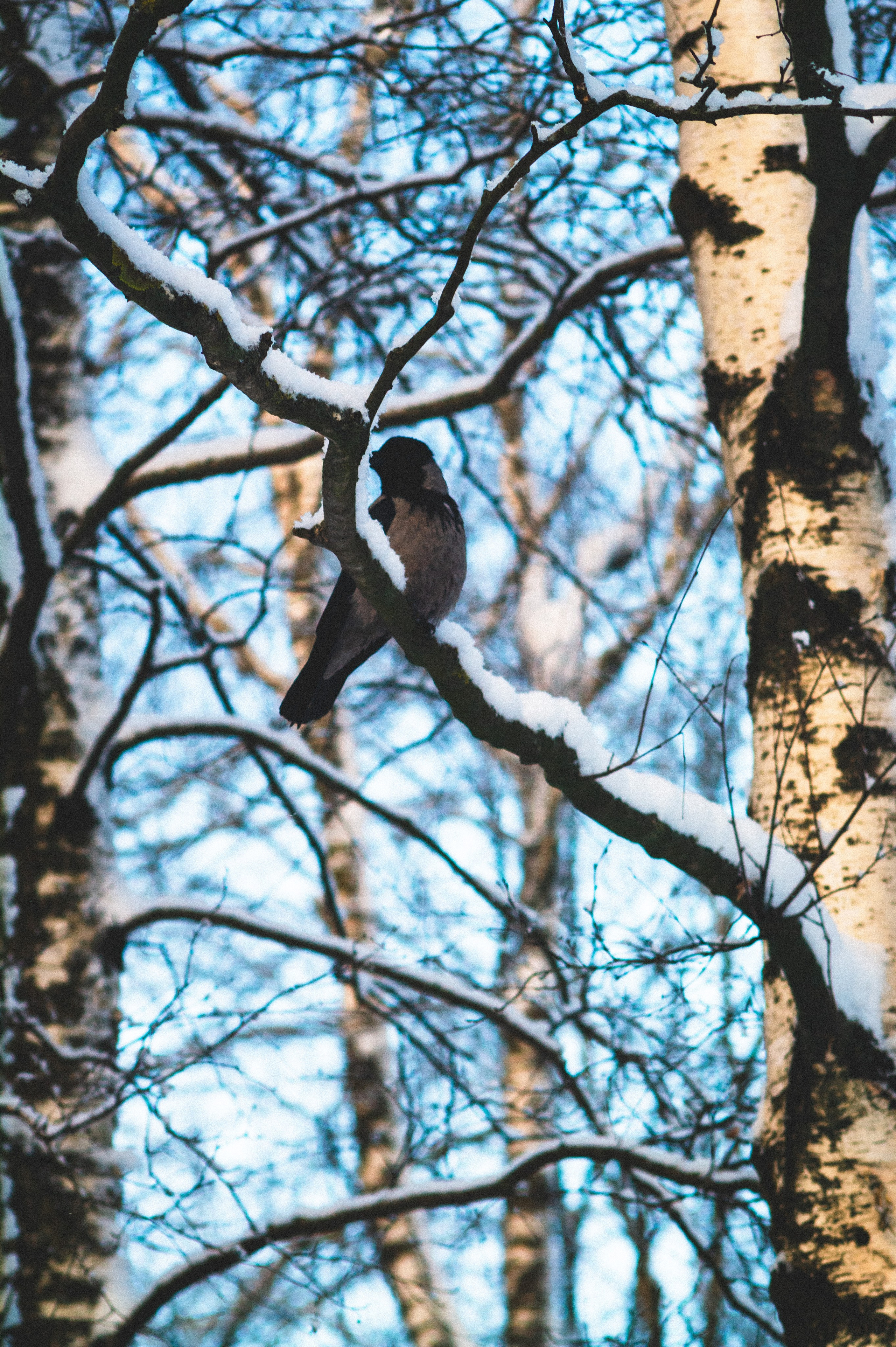 Еще один сет. Den Mirov — Фотограф, Музыкант