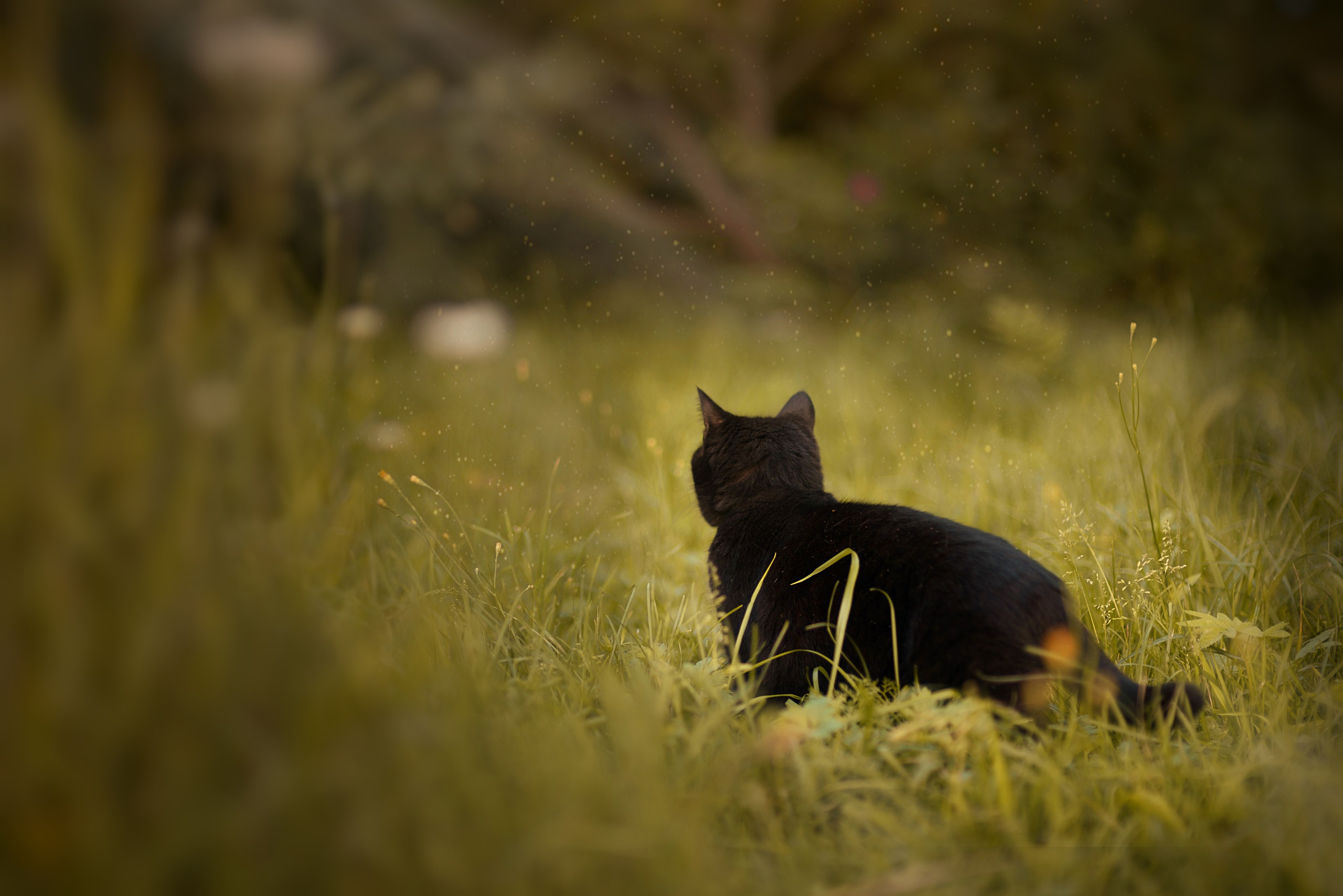 Анималистика. Фотограф Москва — Серпухов — Таруса Ольга Кокеткина