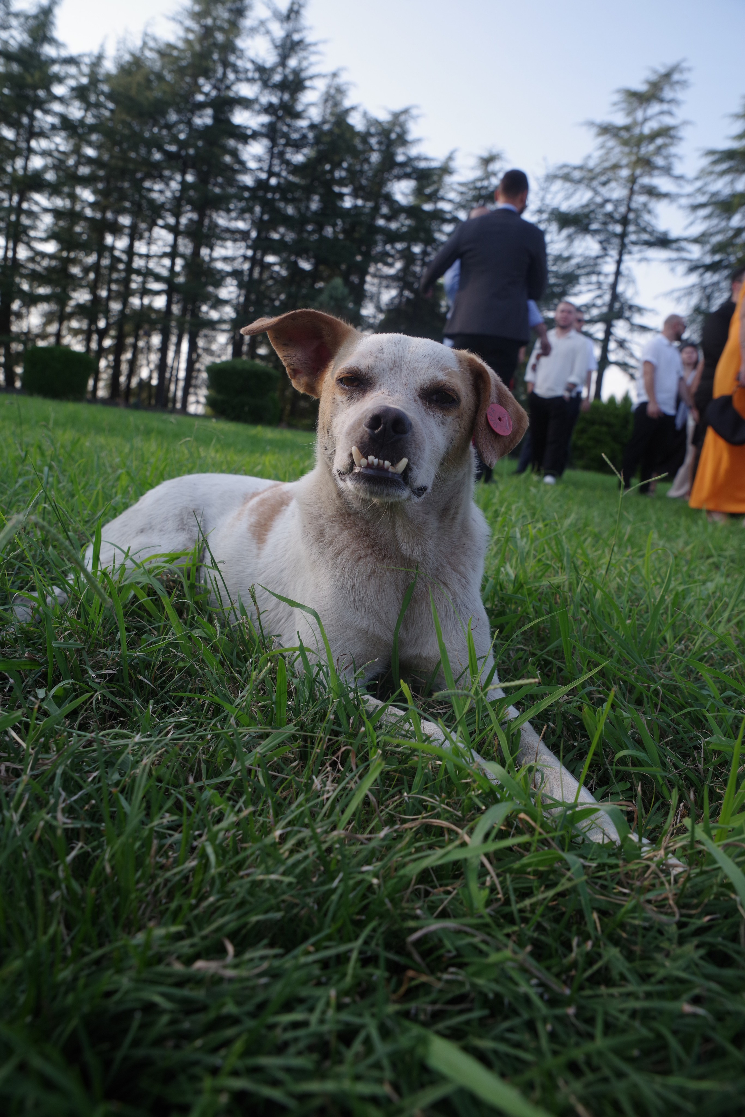 ლამაზი ქორწილი. Портретный фотограф Денис Милютин