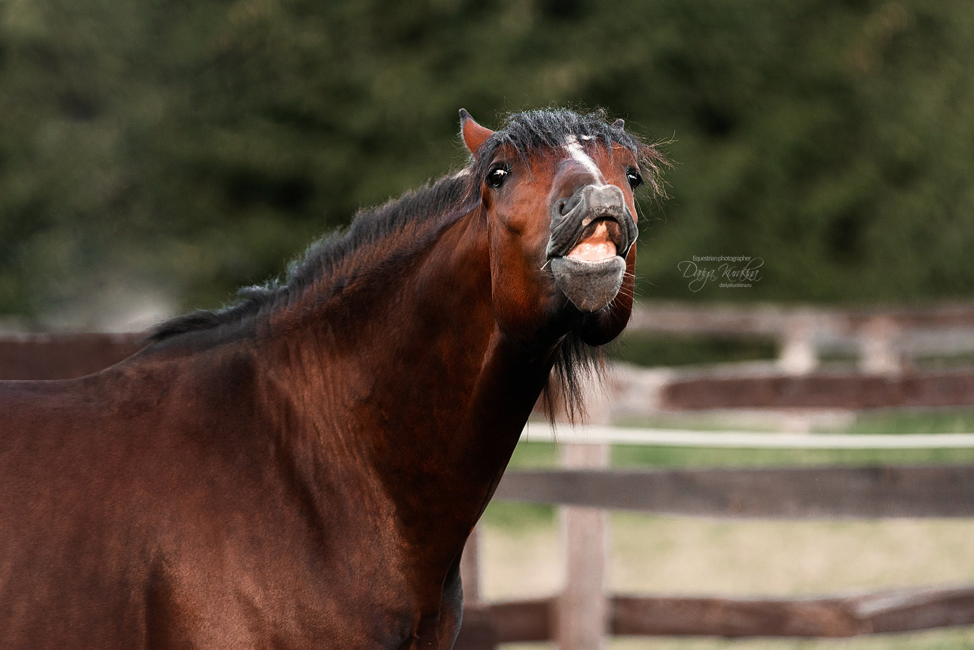 Волконский. Конный фотограф Куракина Дарья • Фотосессии с лошадьми
