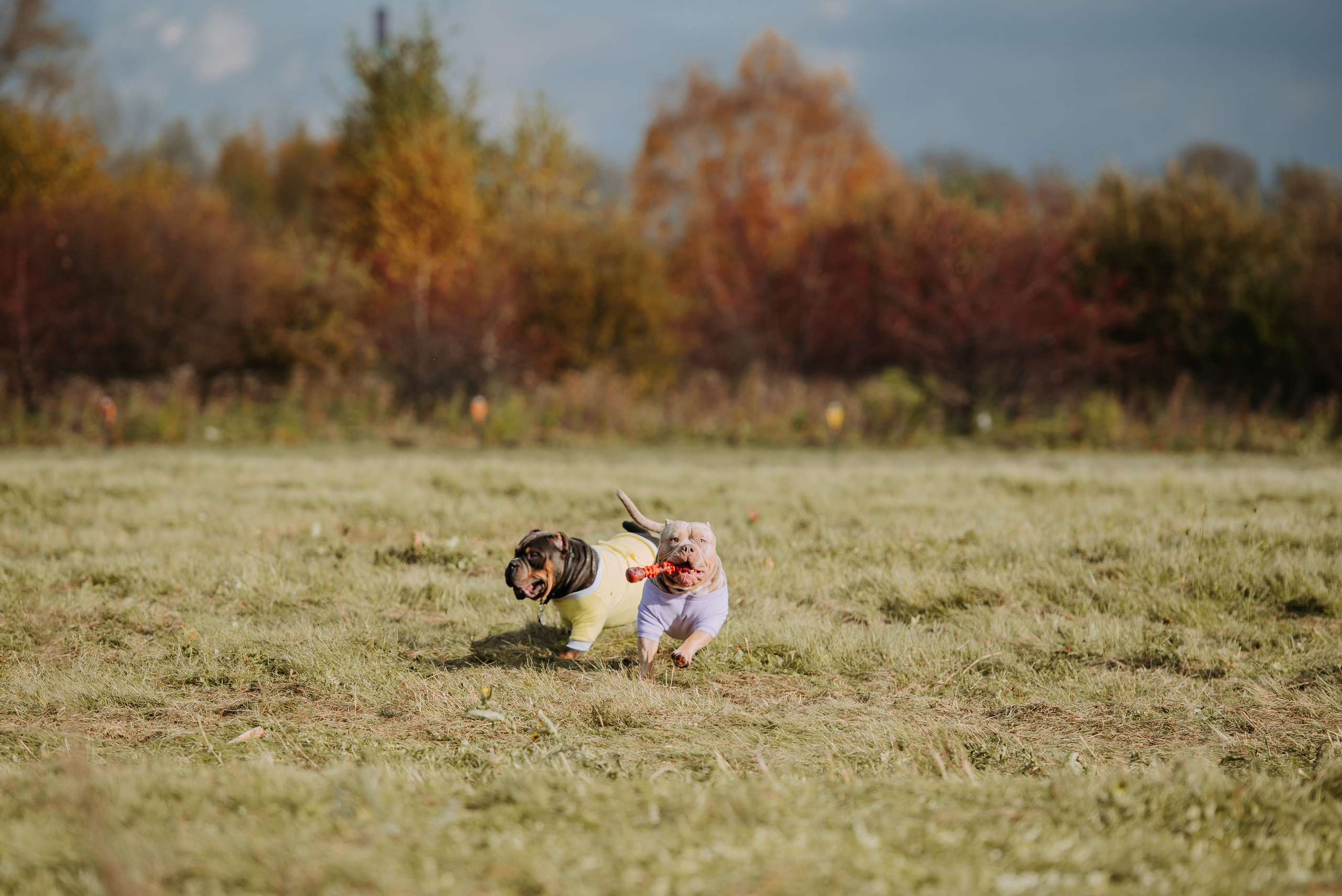 Фотопрогулка с питомцами. Фотограф Диана Оленина Красноярск / Братск