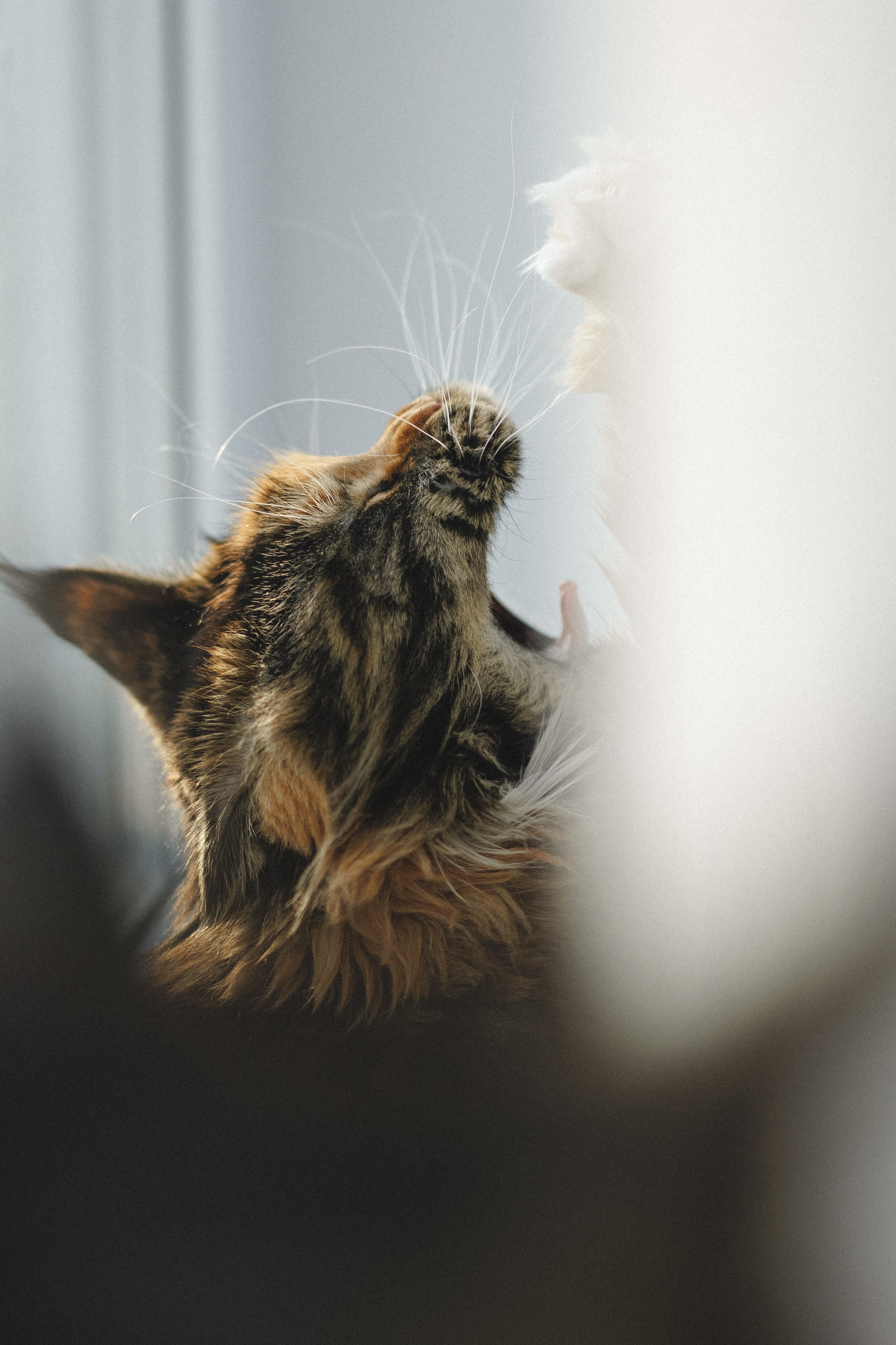 Флоки и Хисса. Фотограф в Санкт-Петербурге Алёна Губинская