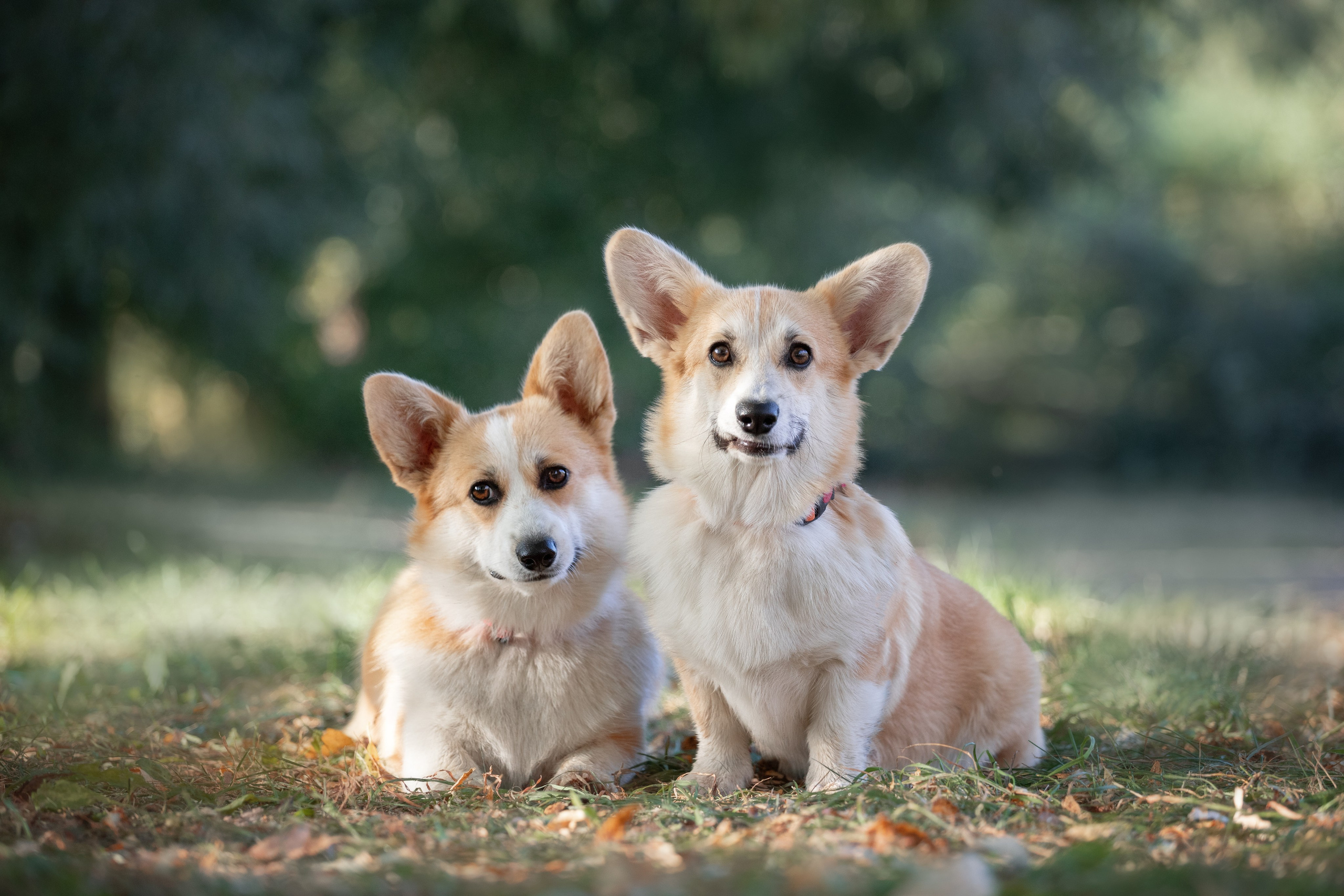 Фотосъёмка собак. Семейный и анималист фотограф в Переславле Анастасия Гусева