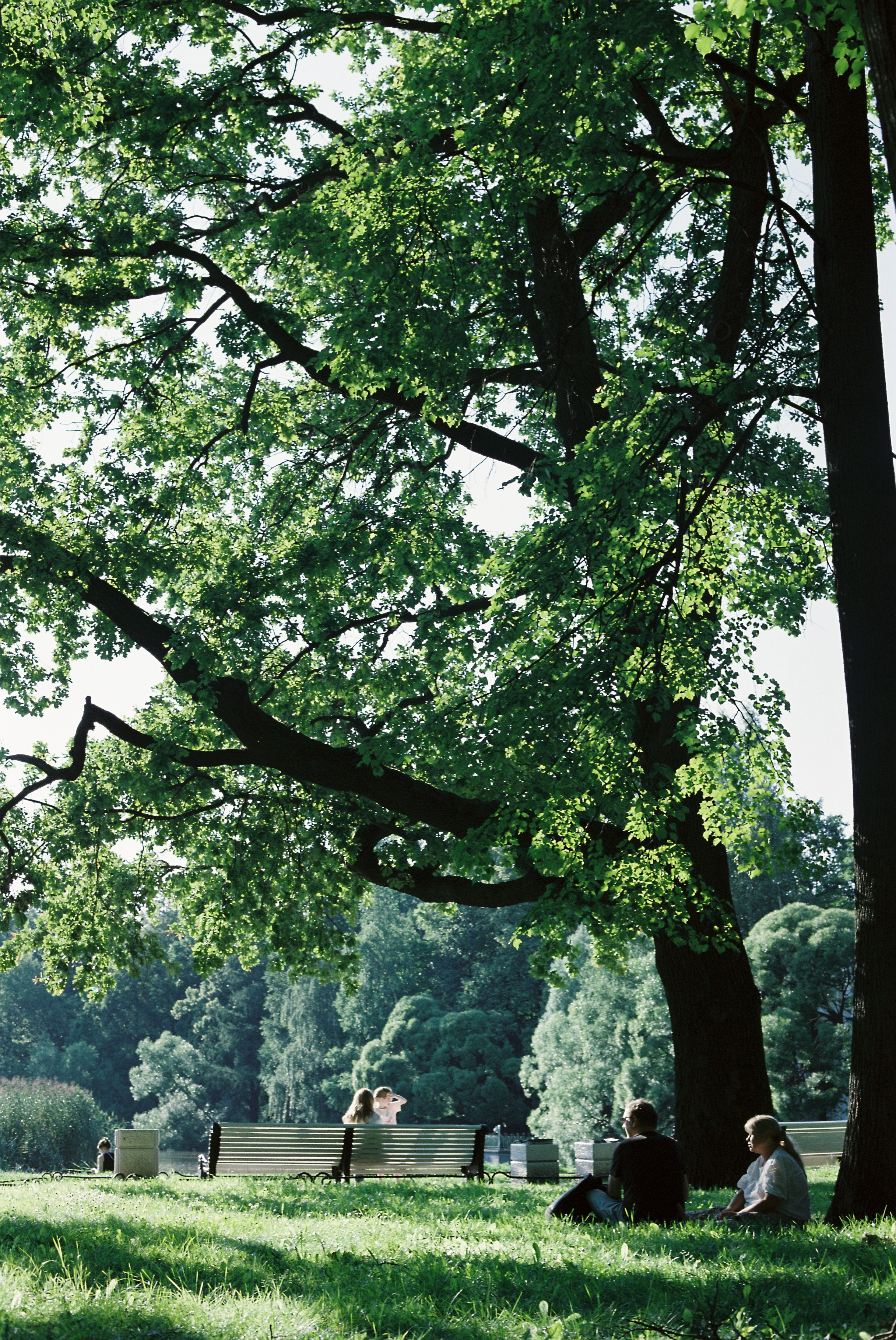 Пленочный пейзаж парка Санкт-Петербурга, Спб. закатный свет, зелень. Цвета пленки Kodak 200.