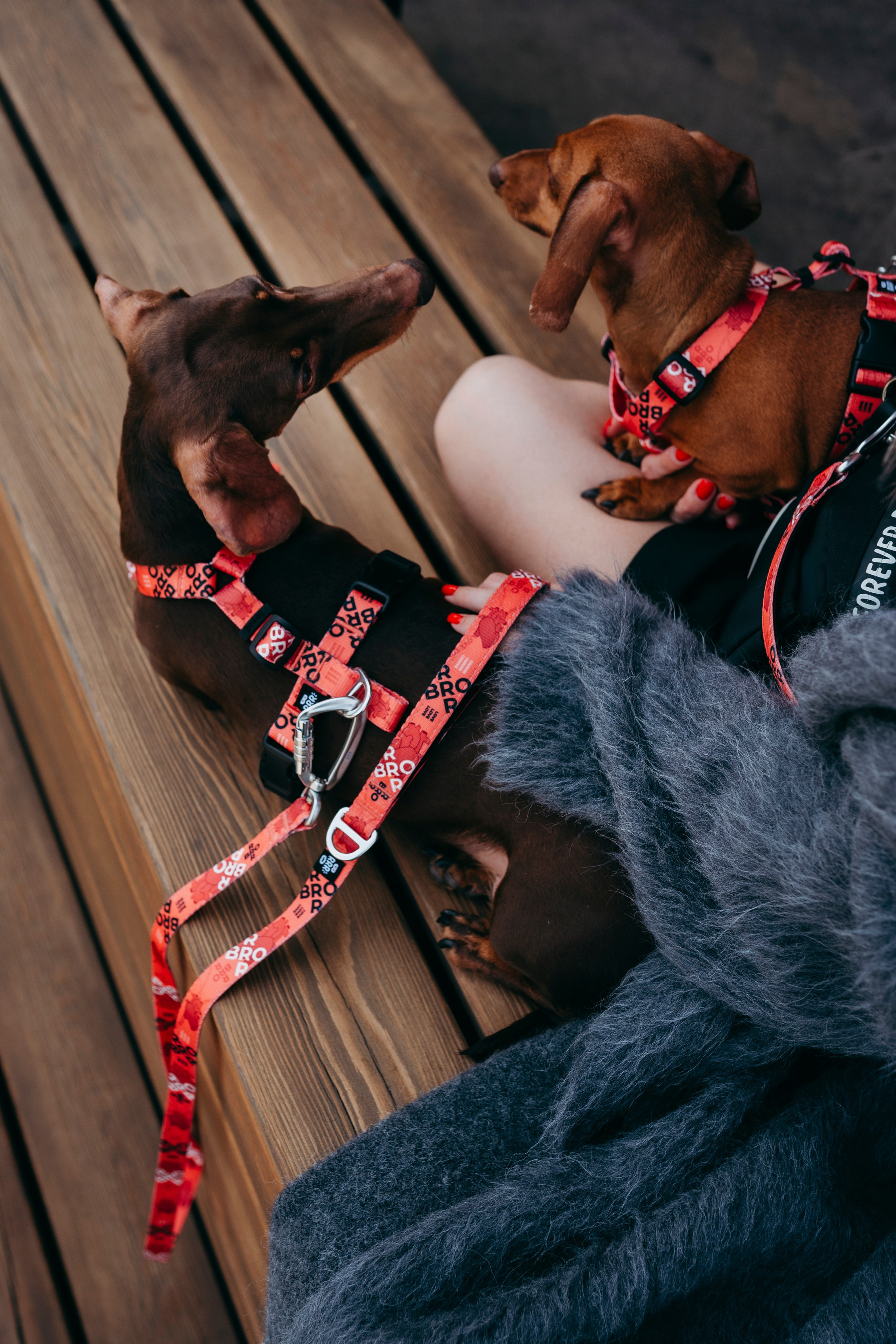 BRRRO. Семейный фотограф анималист Ананьева Мария — Москва