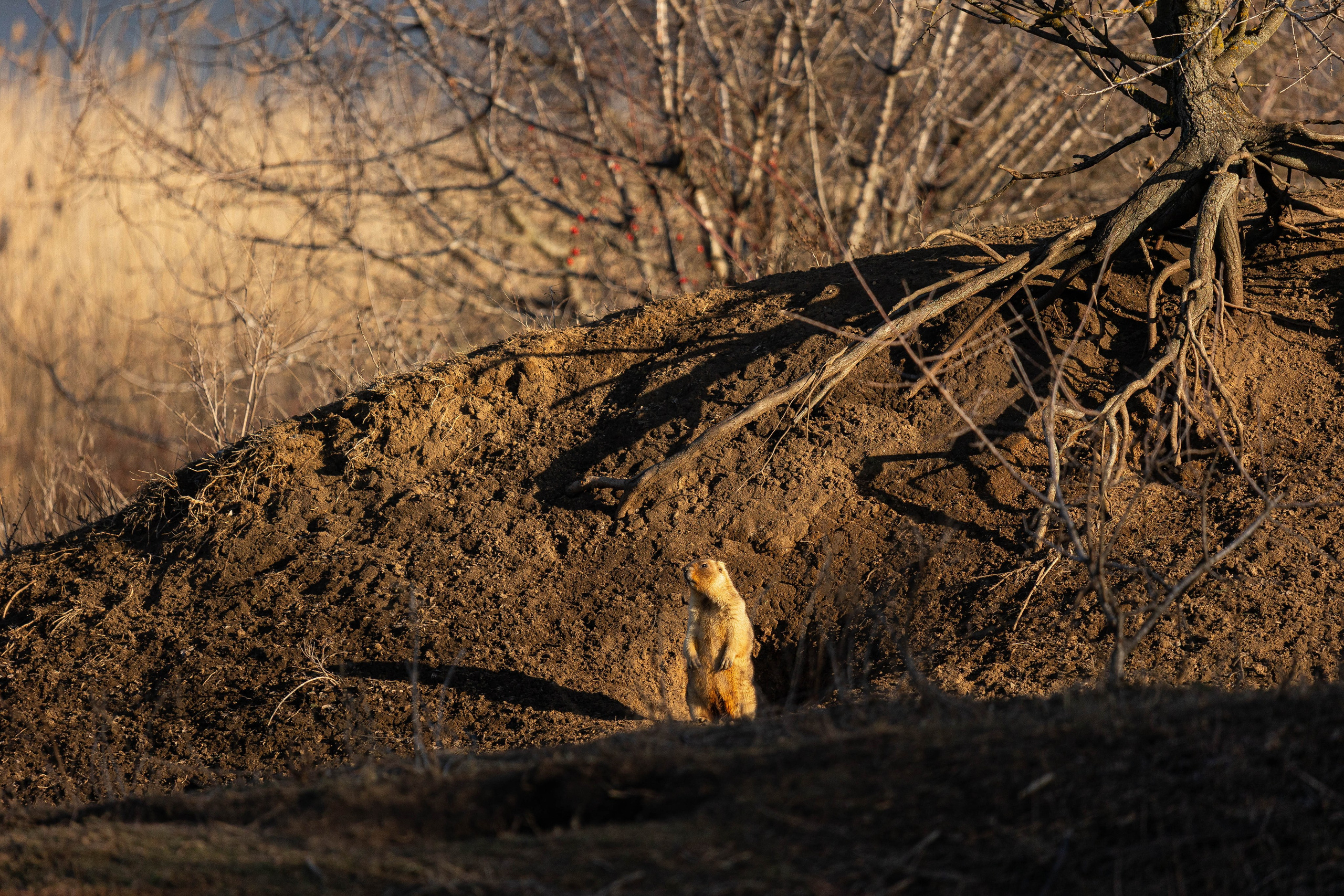 Дикий животный мир. Фотограф-АниМалист Анна Абрамова