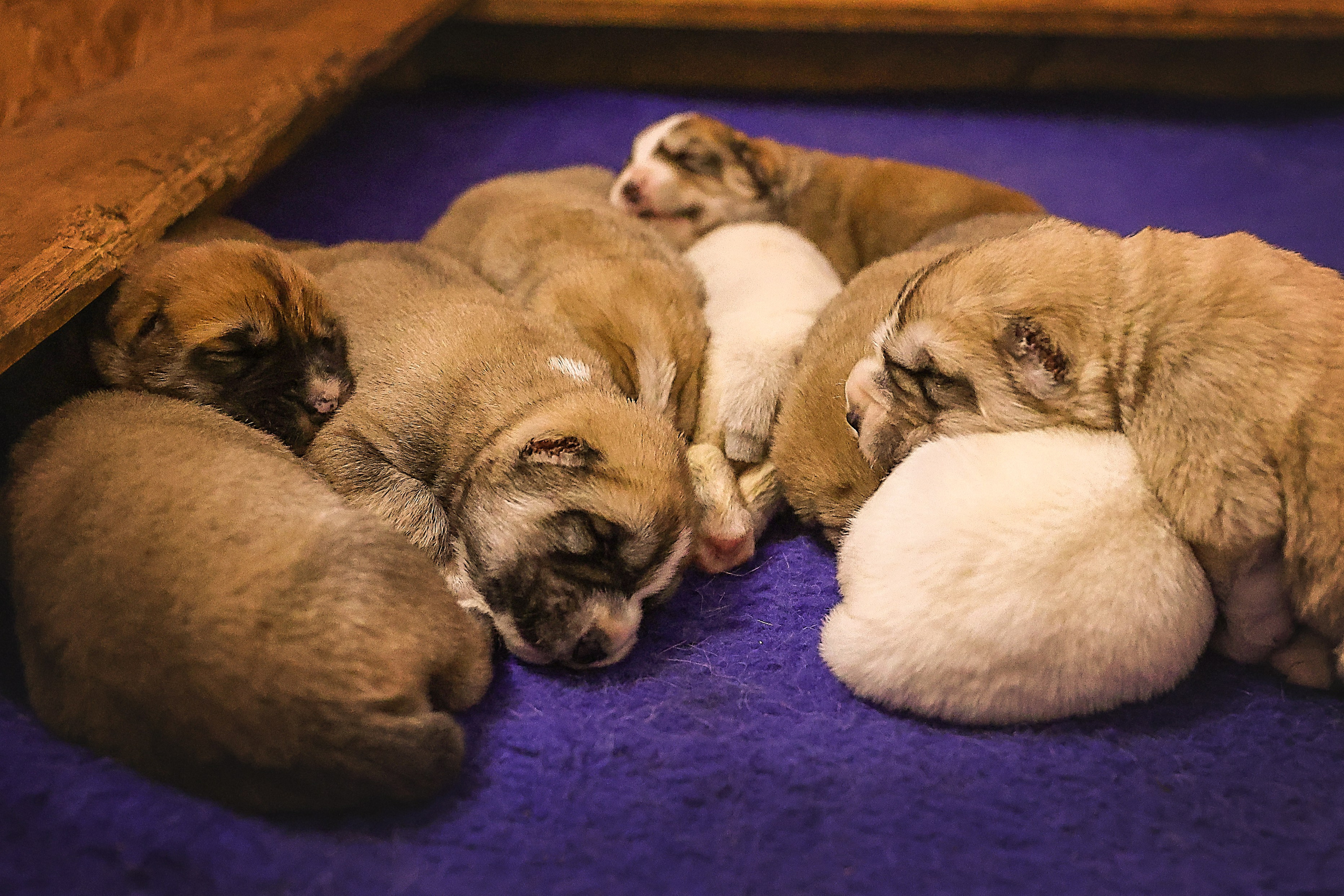 ФОТОССЕСИЯ ЩЕНКОВ. Фотограф-АниМалист Анна Абрамова