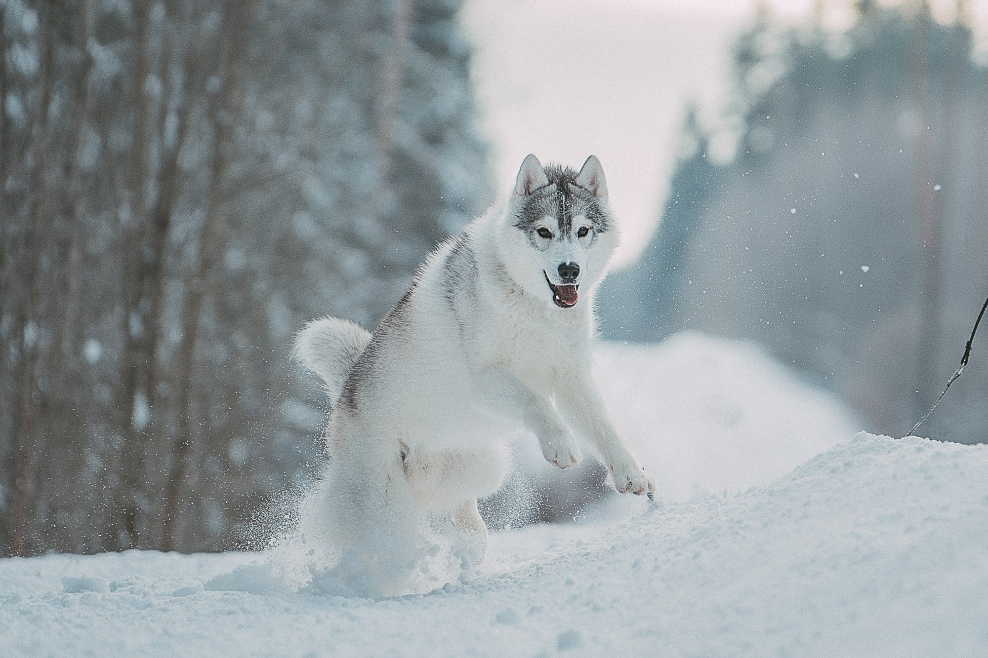 Полина, Уго и Пышка. Фотограф анималист в Москве и Санкт-Петербурге Свиридова Анна