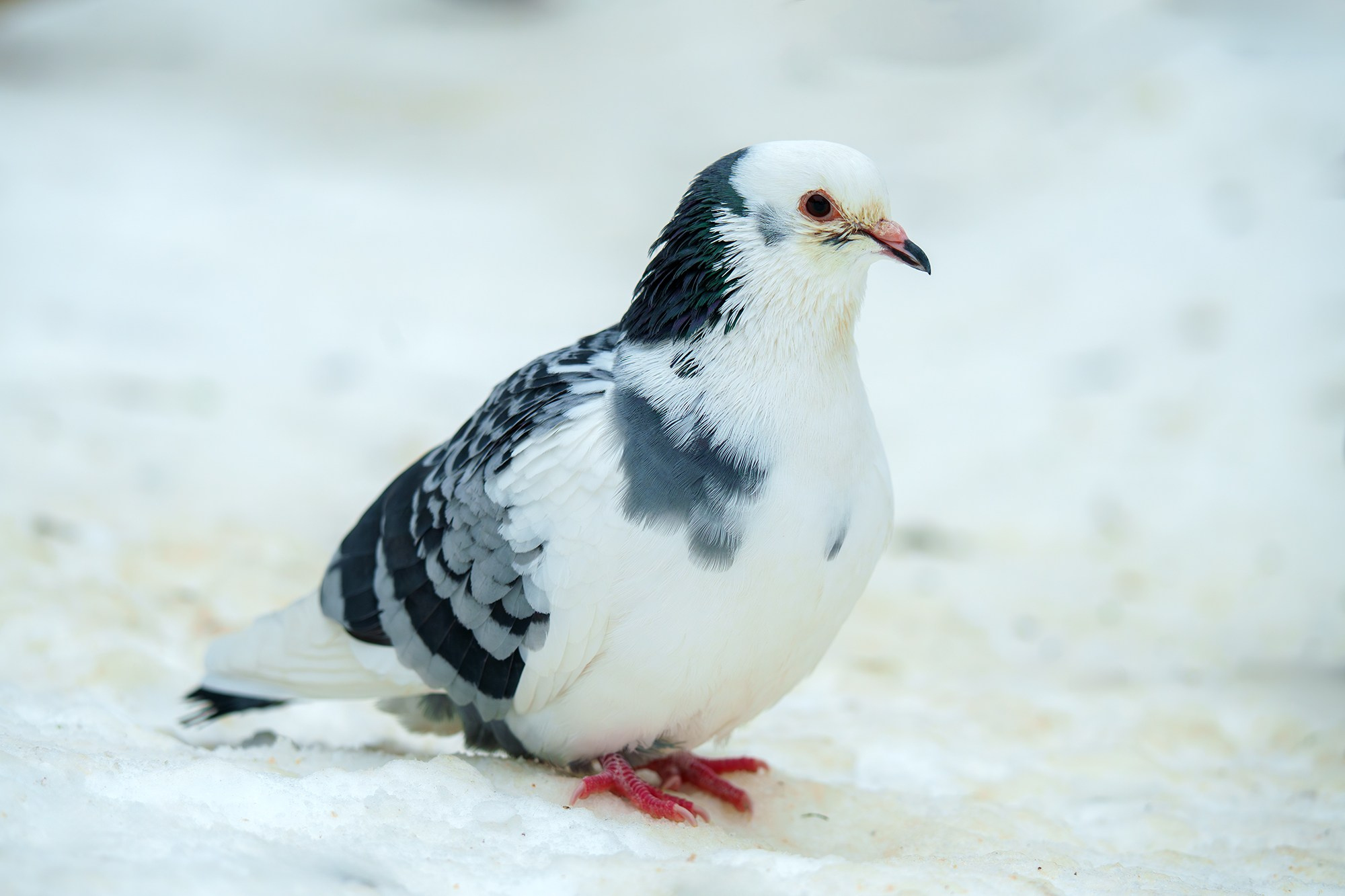 Удивительные мир птиц. Вокруг нас столько прекрасного — присмотритесь!. Ваш личный фотограф Марина Волкова
