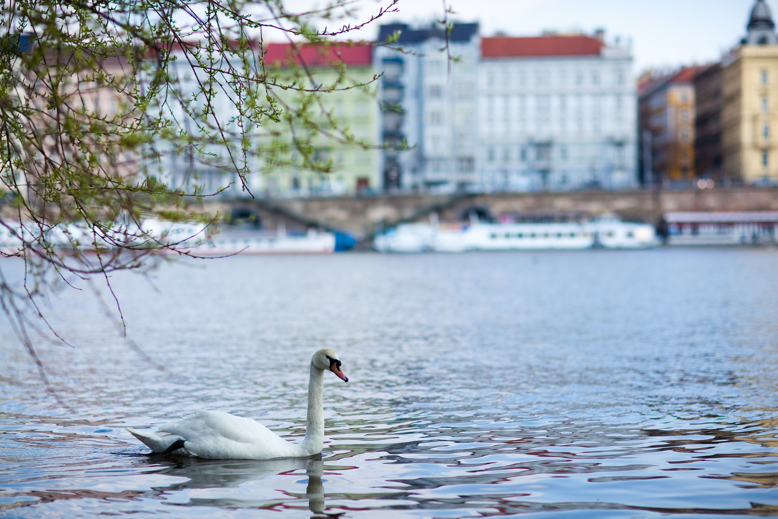 Прага. Свадебный фотограф в Москве Никифоров-Гордеев Константин