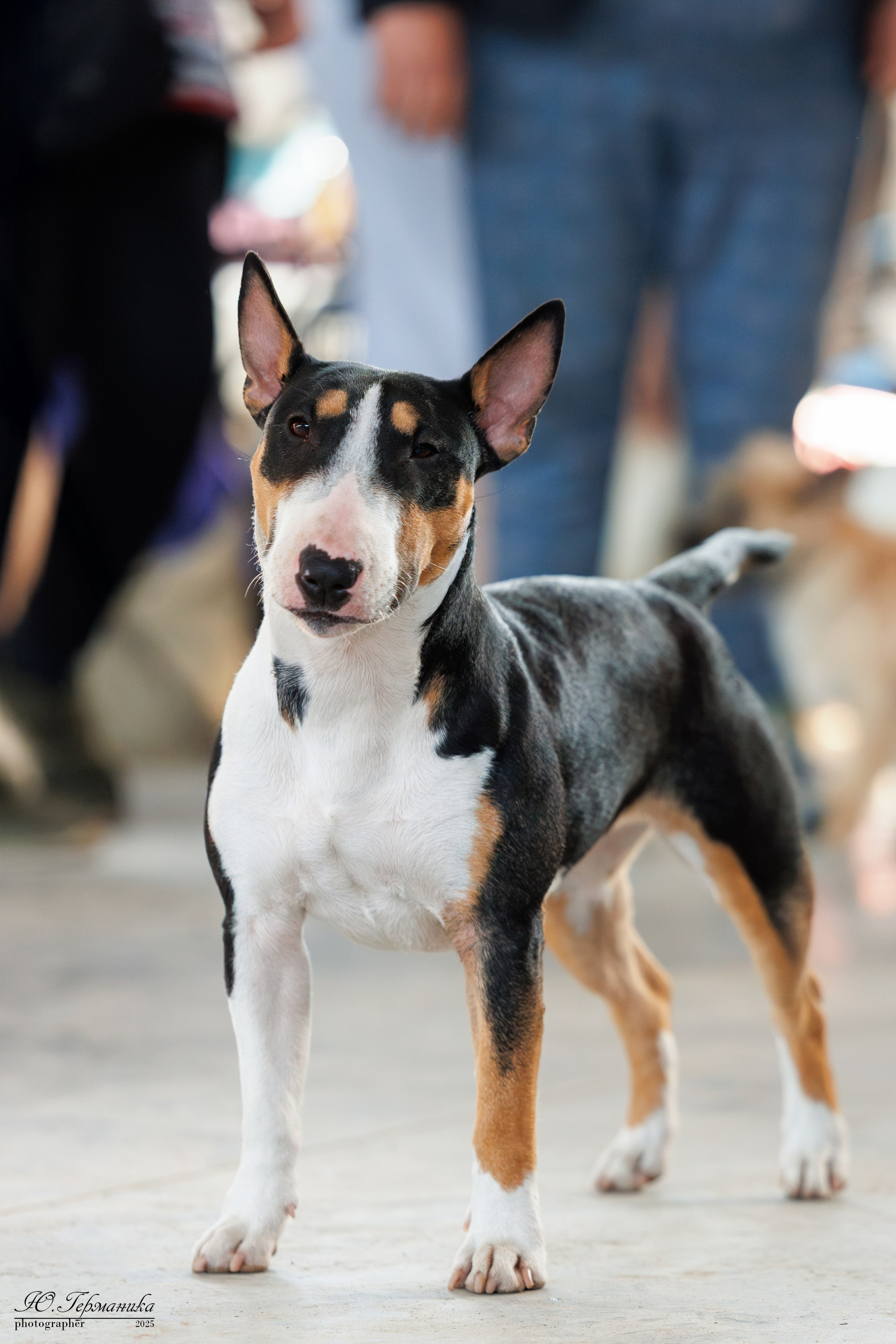 Тверь 12.04,Сфера 13.04,Сергиев Посад 19.04.2025. Фотограф-анималист Юлия Германика