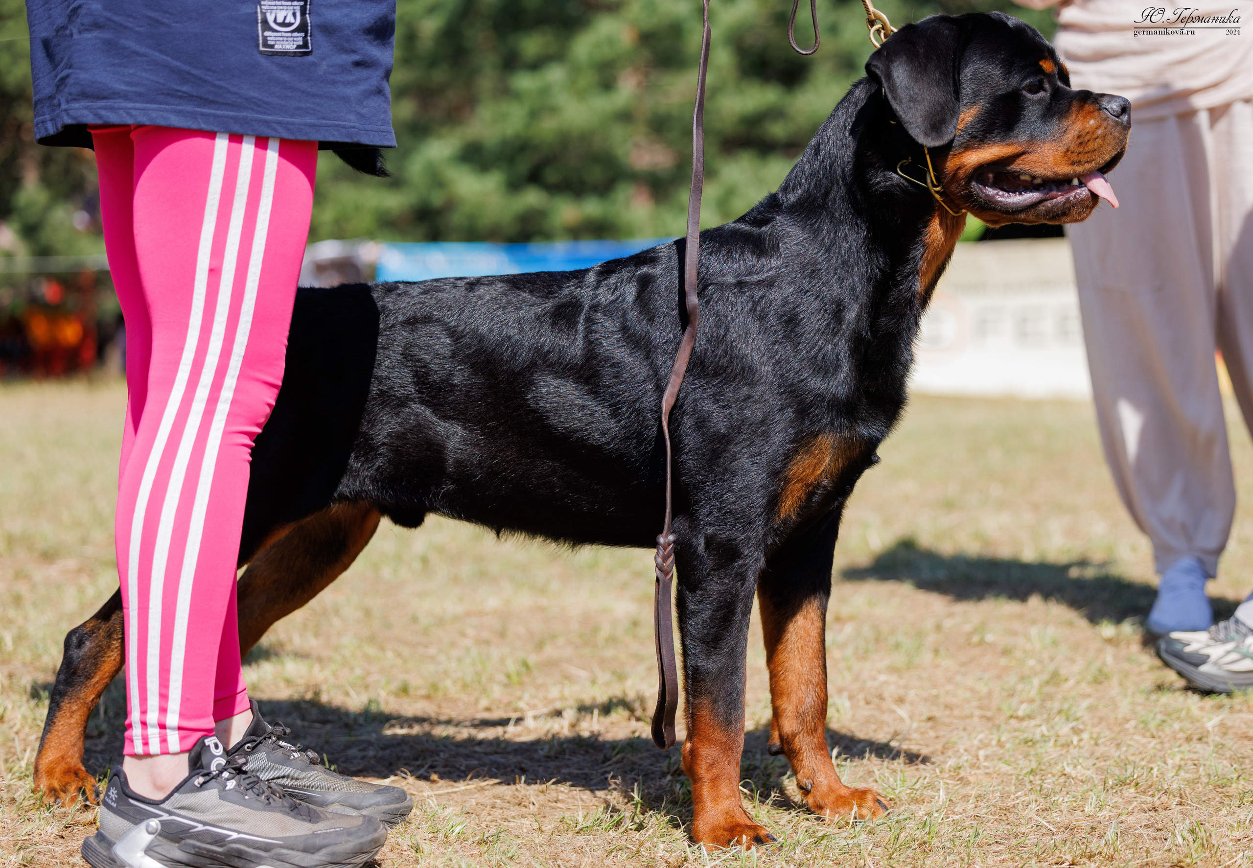 ПК и КЧК ротвейлеры Тверь 6-7.07.2024. Фотограф-анималист Юлия Германика