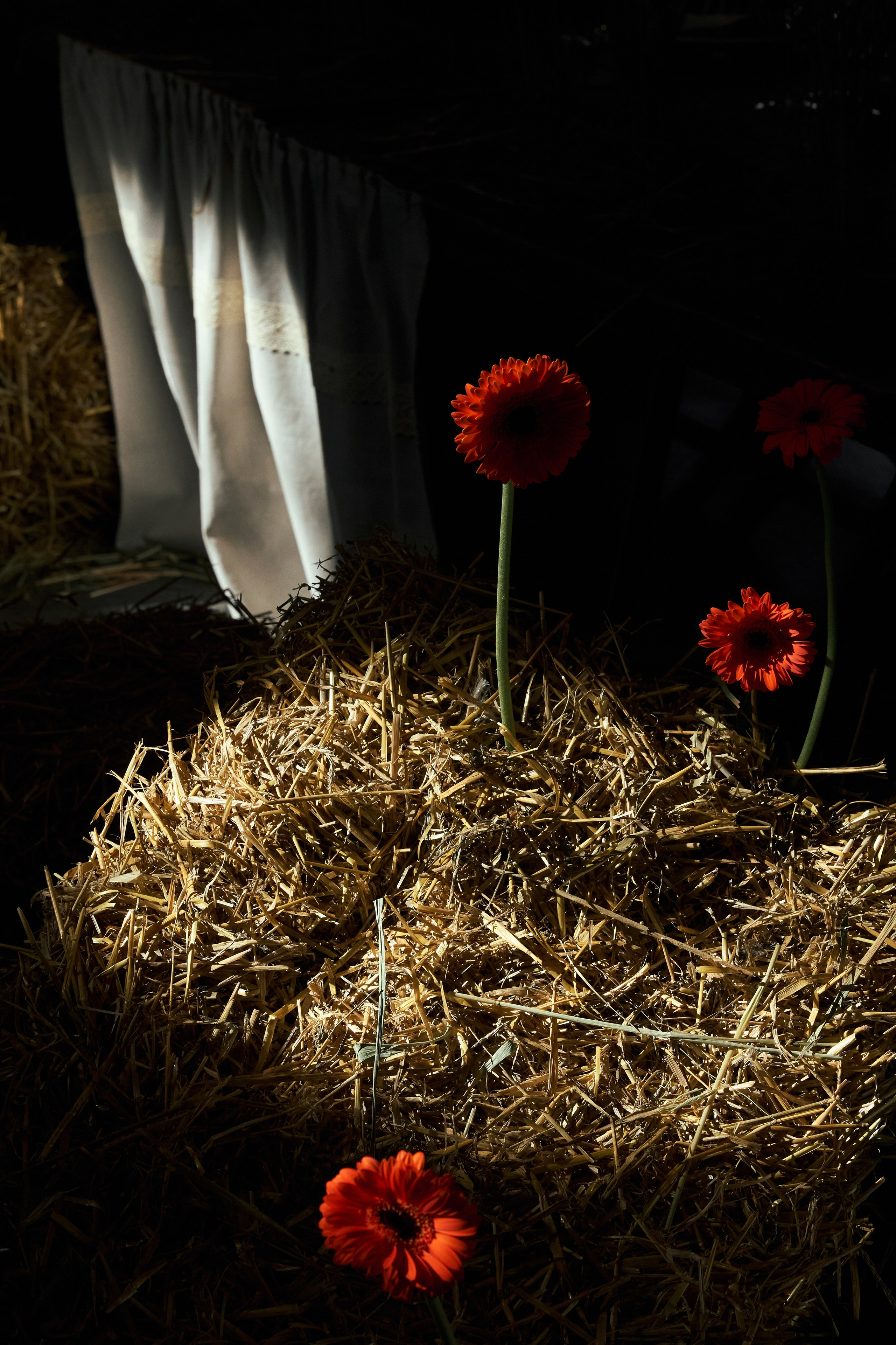 I & E. Anastasia Jes