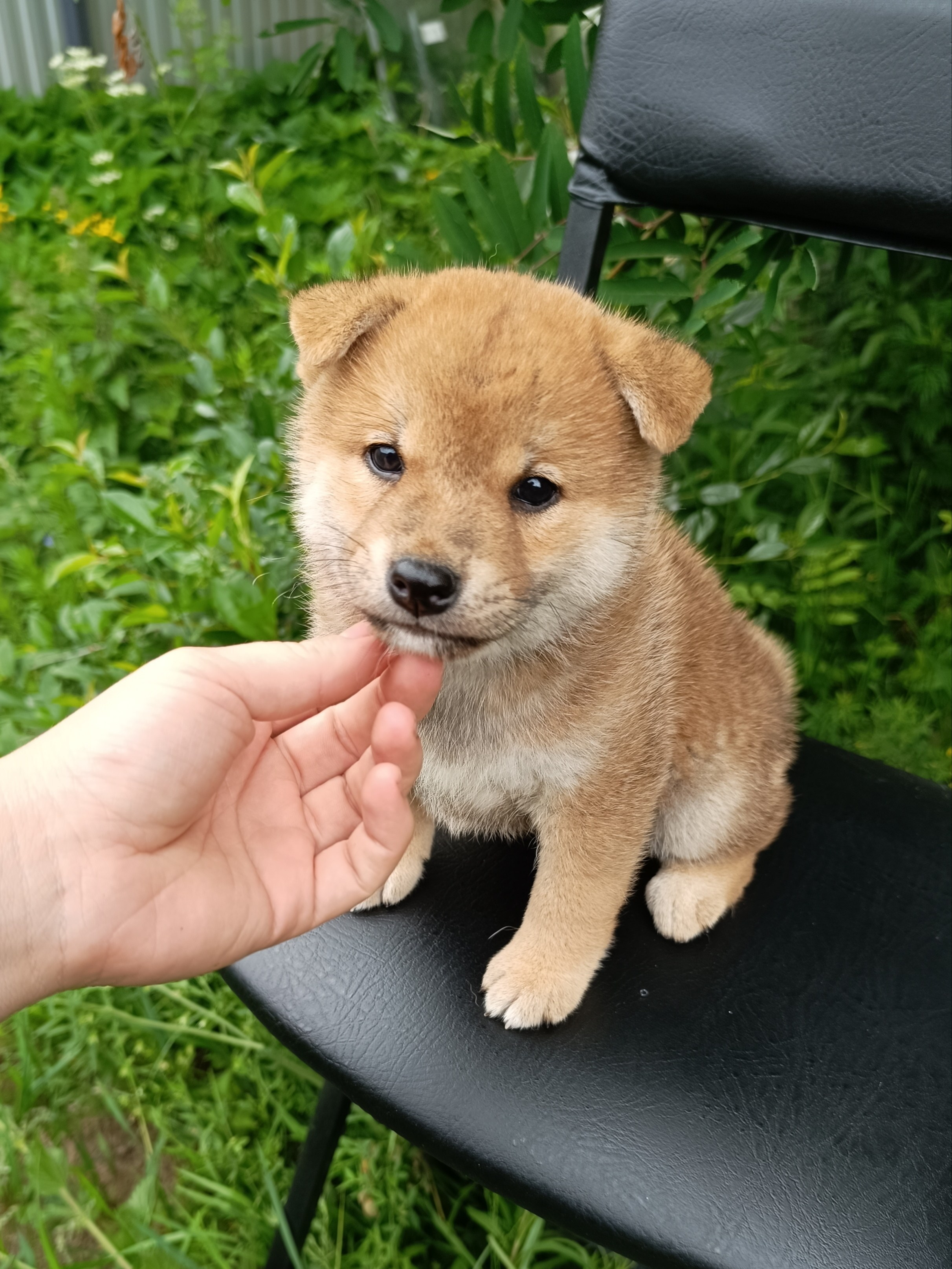 Сиба Rubylight Germes питомник Рубилайт