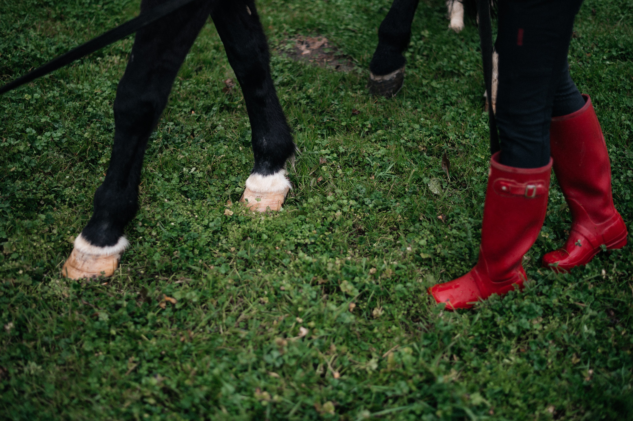 Из Швейцарии на конюшню в Сочи. Фотограф Сергей Суслов | Сочи