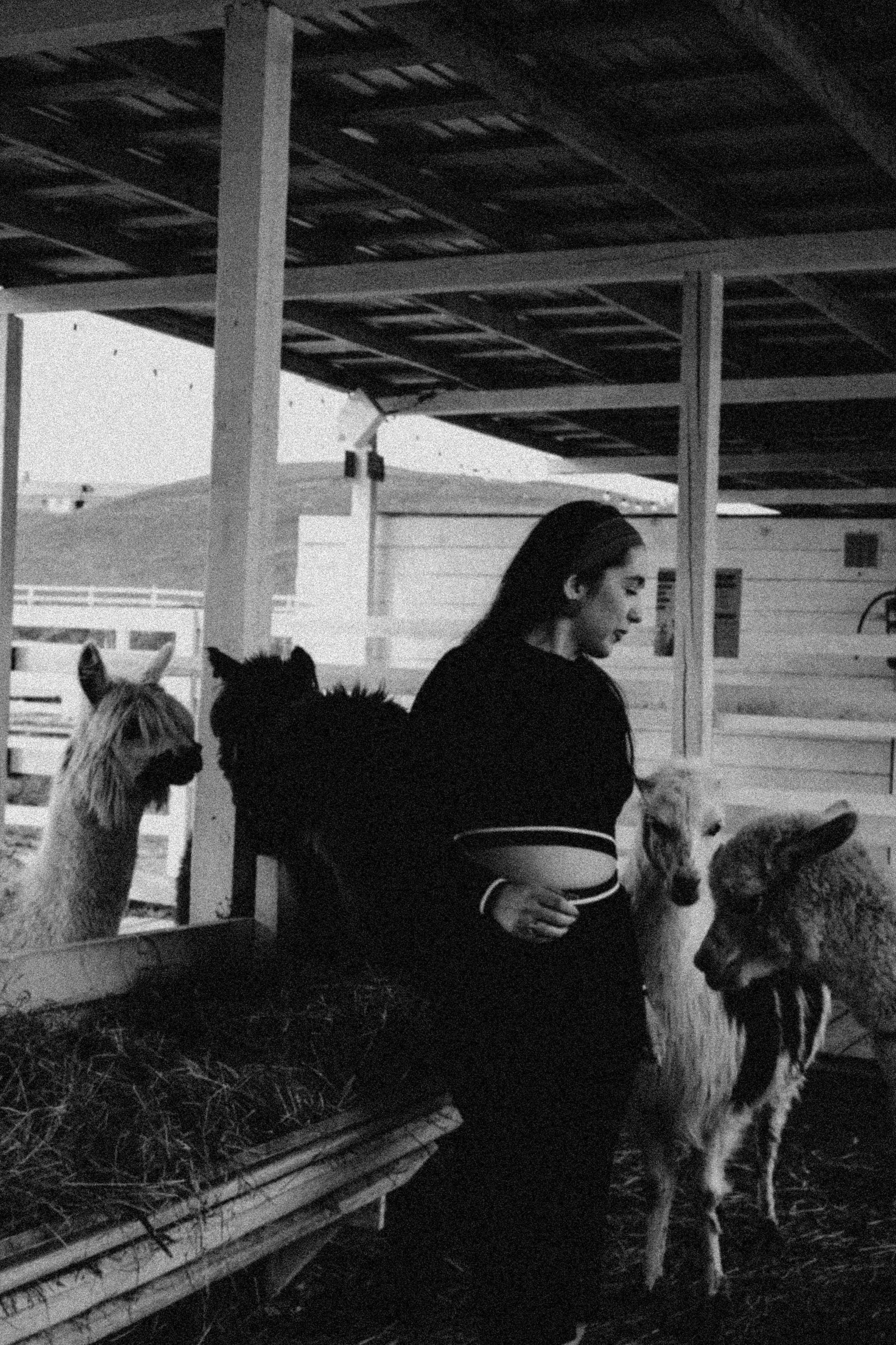 Ферма Альпак. Профессиональный фотограф, Санкт-Петербург — Виктория Богомолова