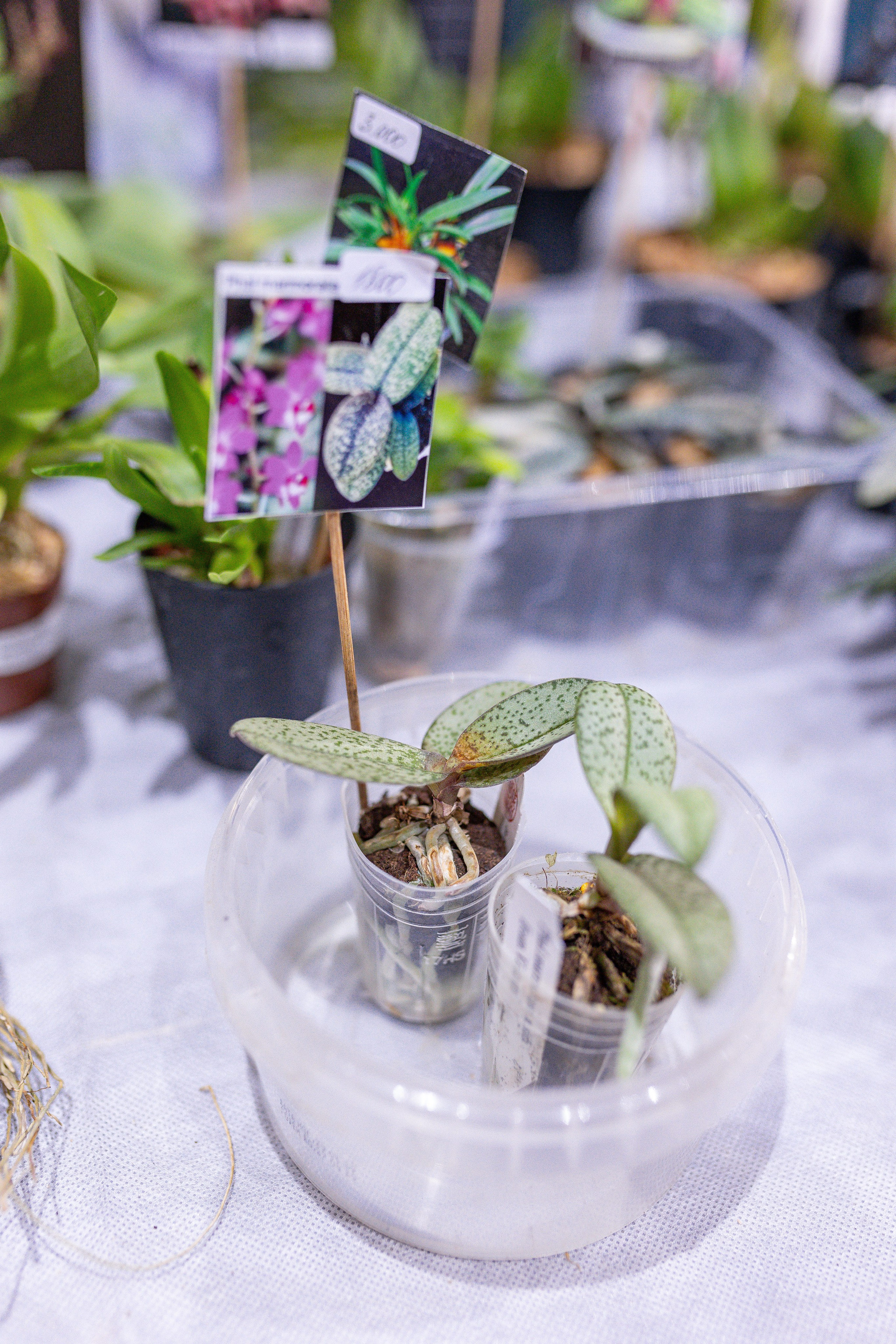 Орхидиум 12.2025. Александра Куликова фотограф, Москва