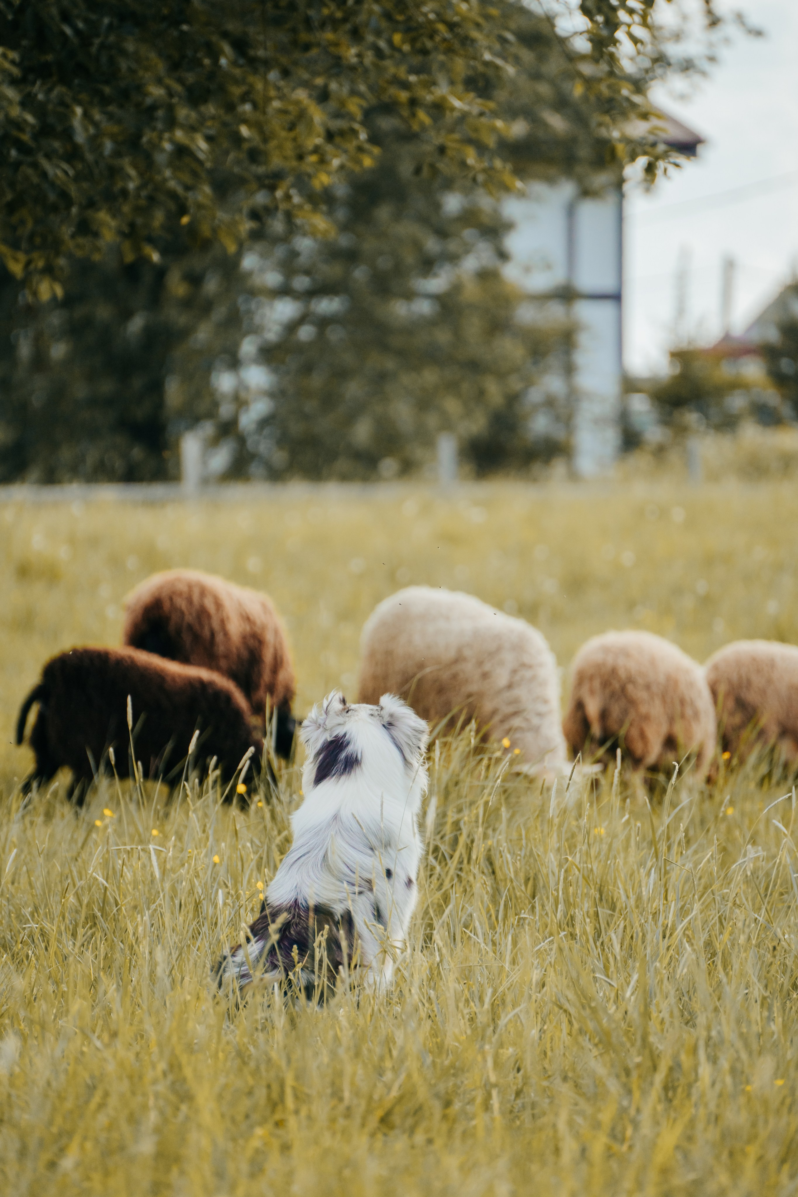 Состязания по пастушьей службе 1-2.06.24, Заостровье. Фотограф-анималист Анастасия Большакова