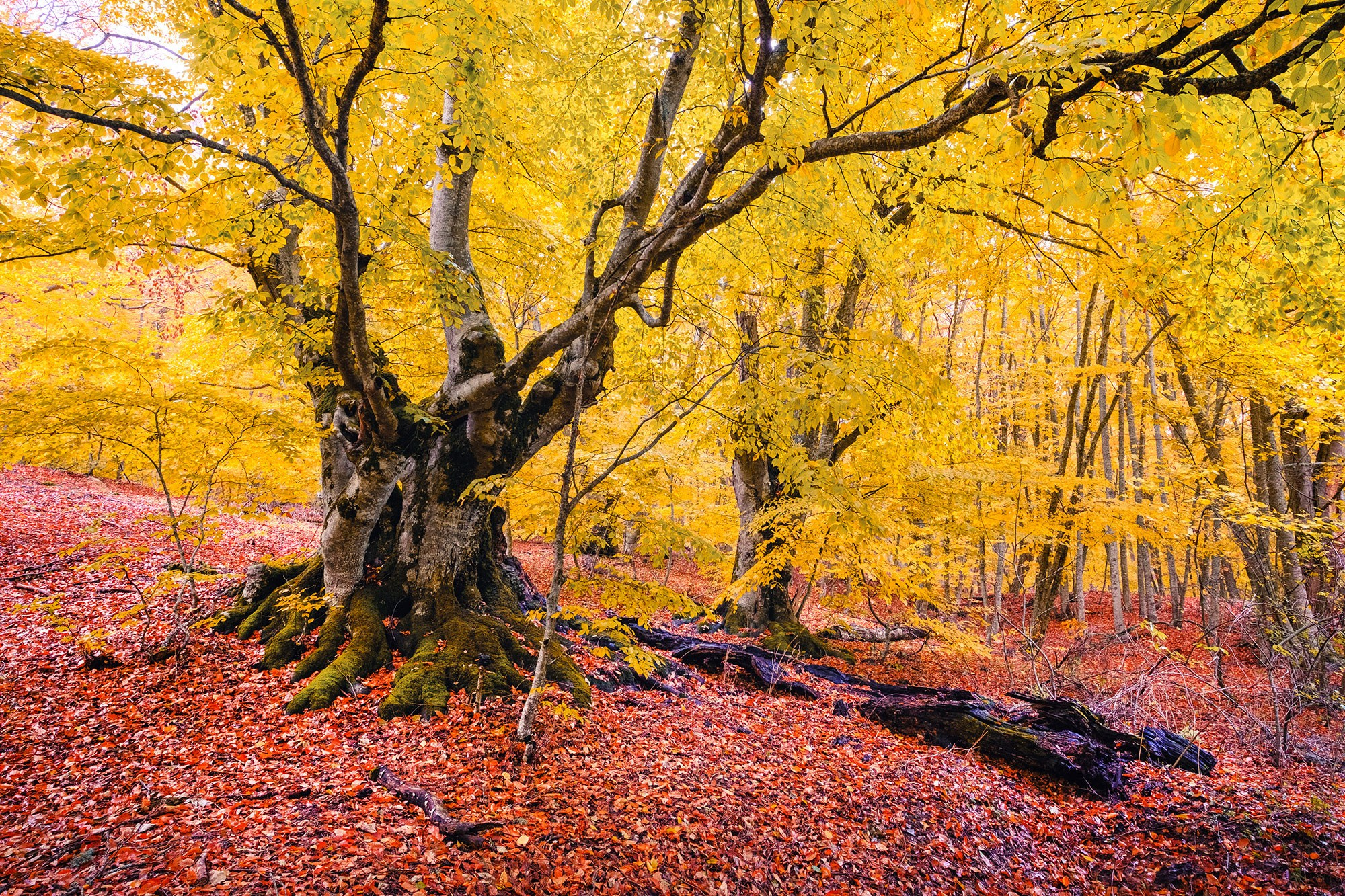 «Золотая осень в Крыму 2025»