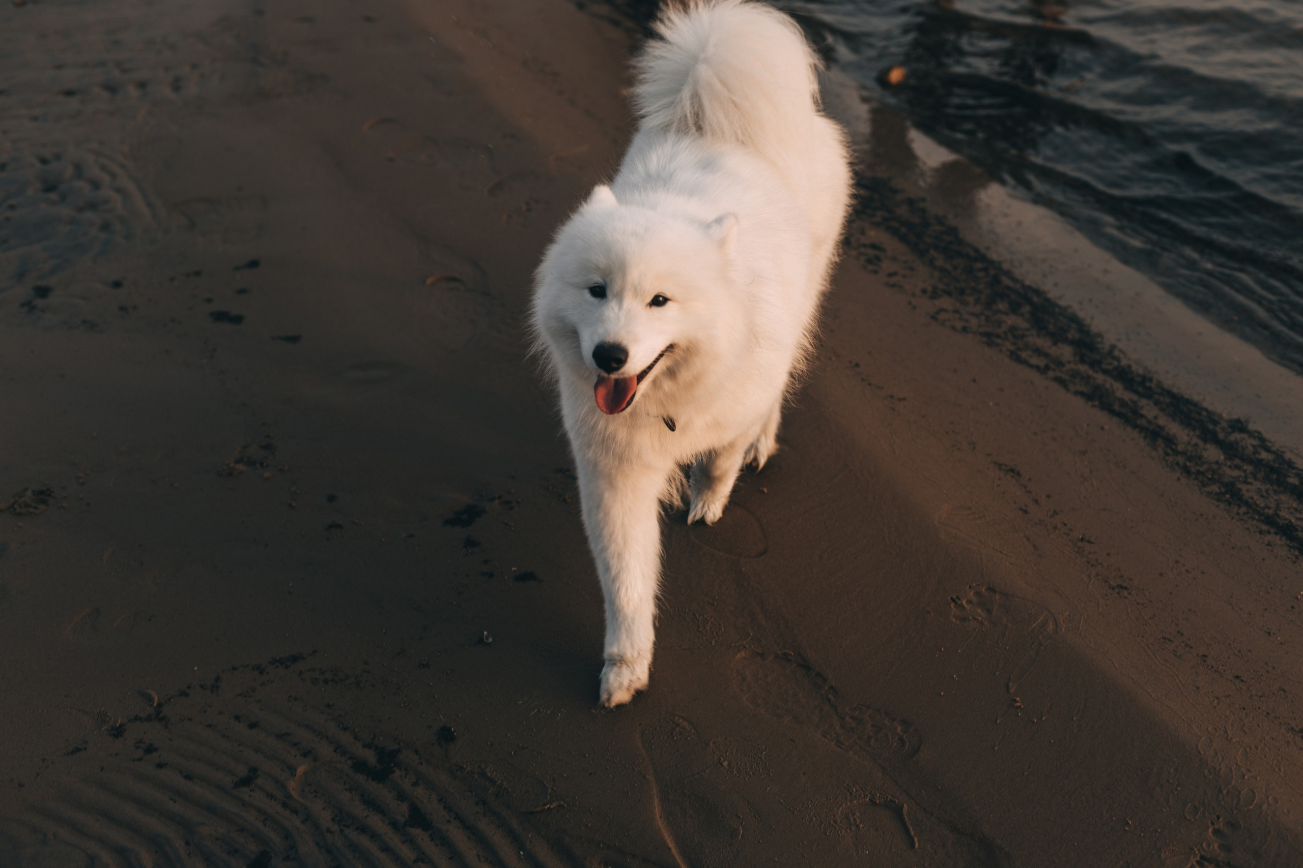 Лавстори. Юля Шаровьёва семейный и свадебный фотограф в Санкт-Петербурге