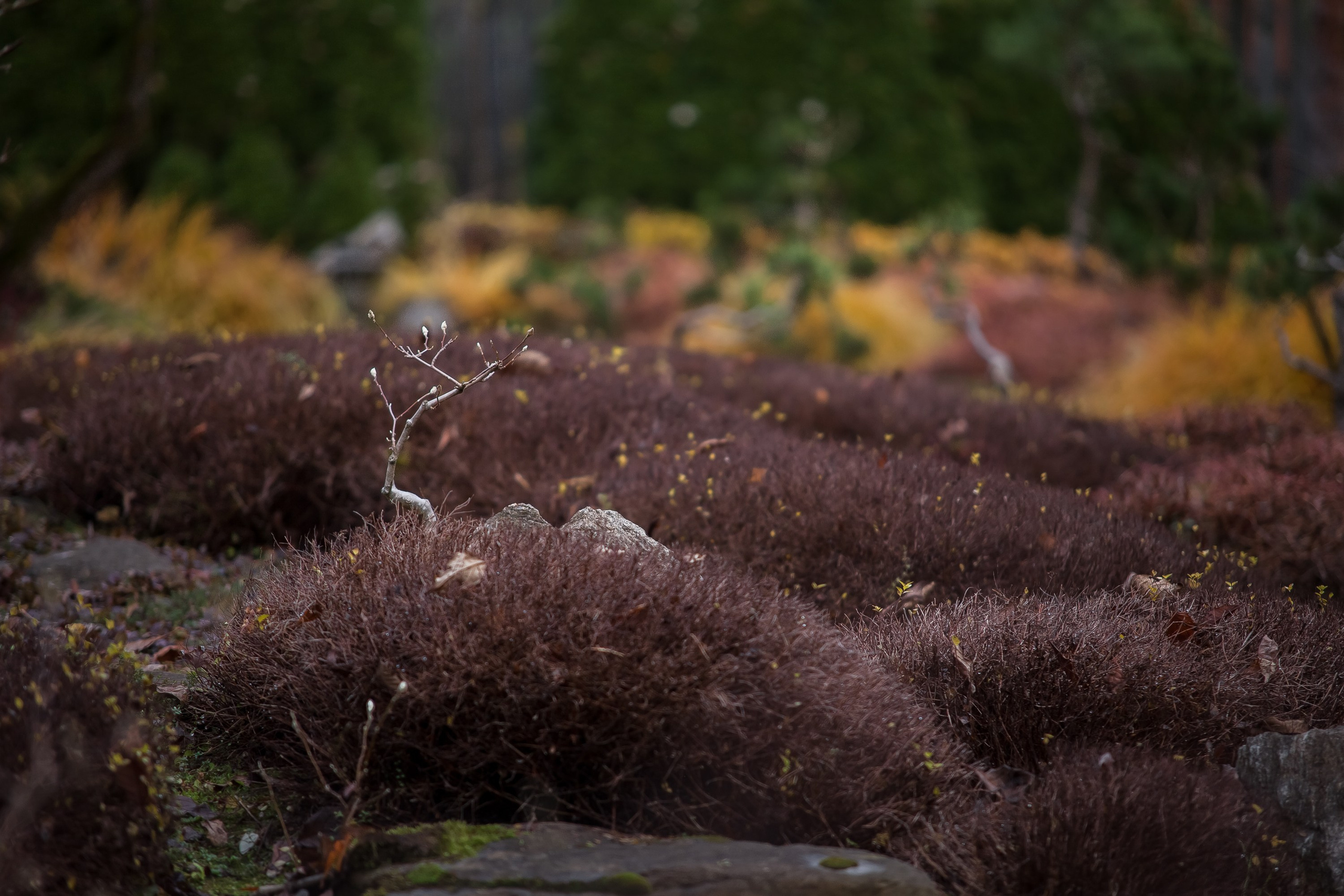 Личный сад Елены Асташкиной (осень). Фотограф Виталий Туманов. Туманов Виталий — фотограф Москва
