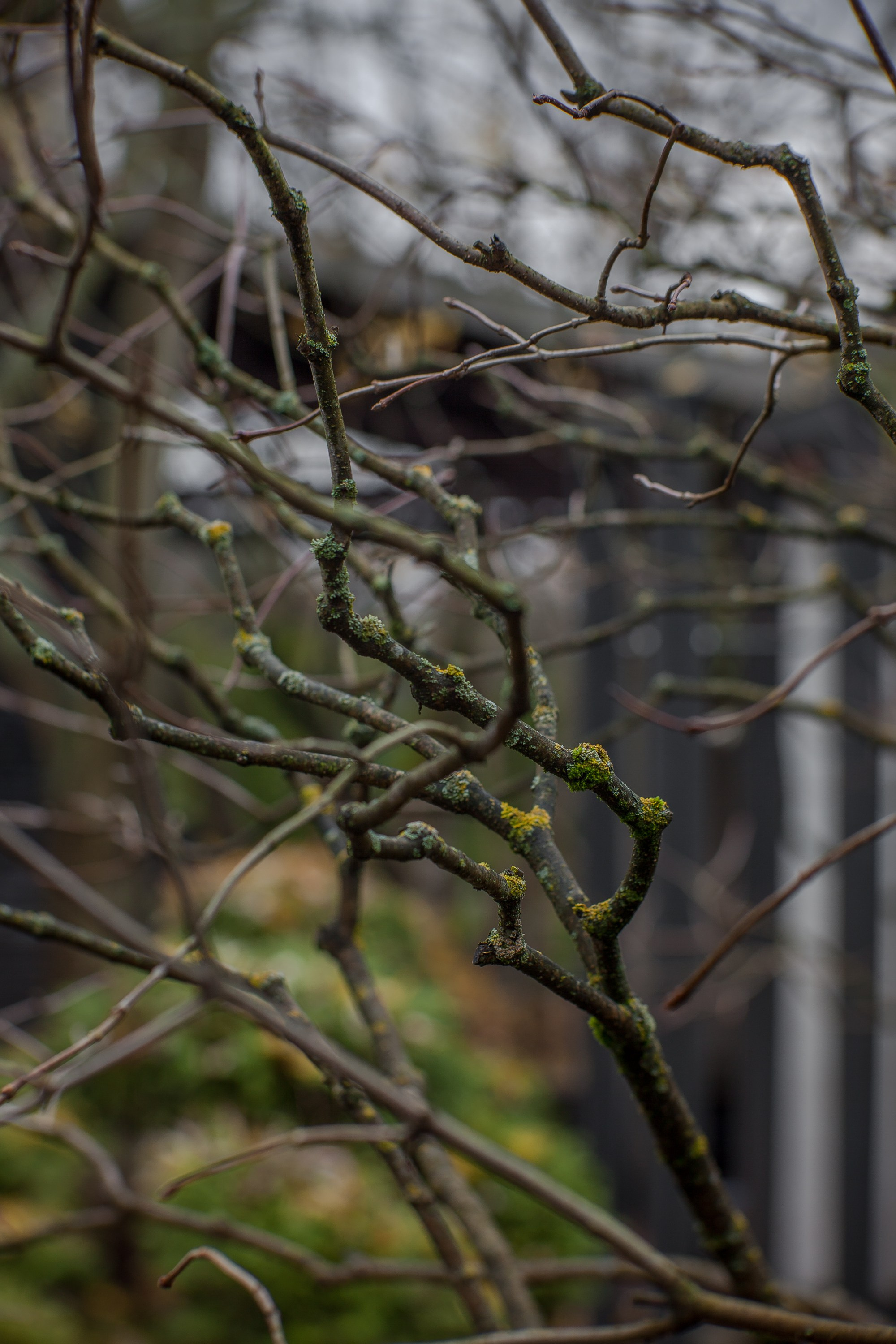 Личный сад Елены Асташкиной (осень). Фотограф Виталий Туманов. Туманов Виталий — фотограф Москва