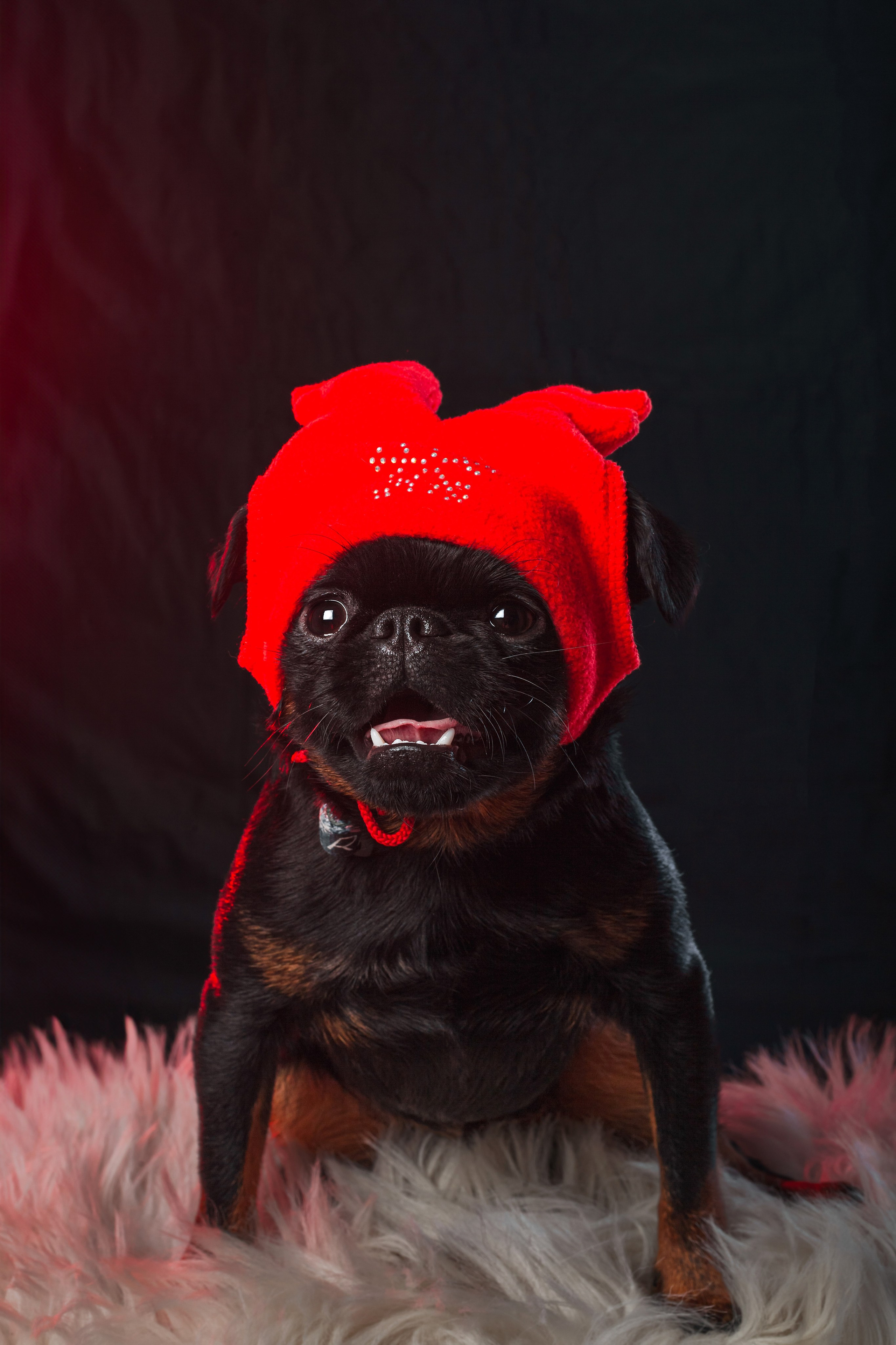 Студийная фотосессия с цветным светом. Фотограф-анималист Татьяна Степанова