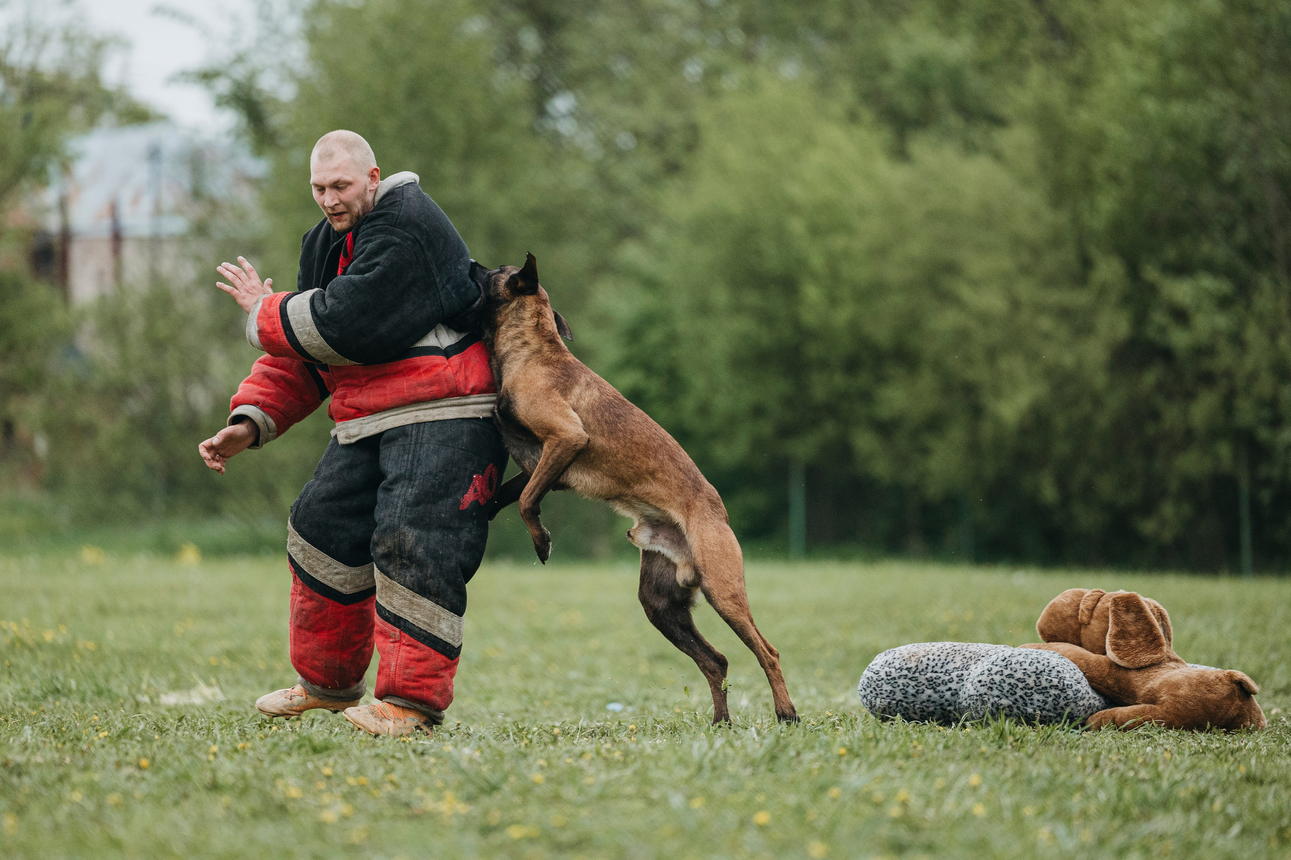26.05.25 г. Пушкин квалификационные соревнования. Фотограф-анималист Анна Маринич
