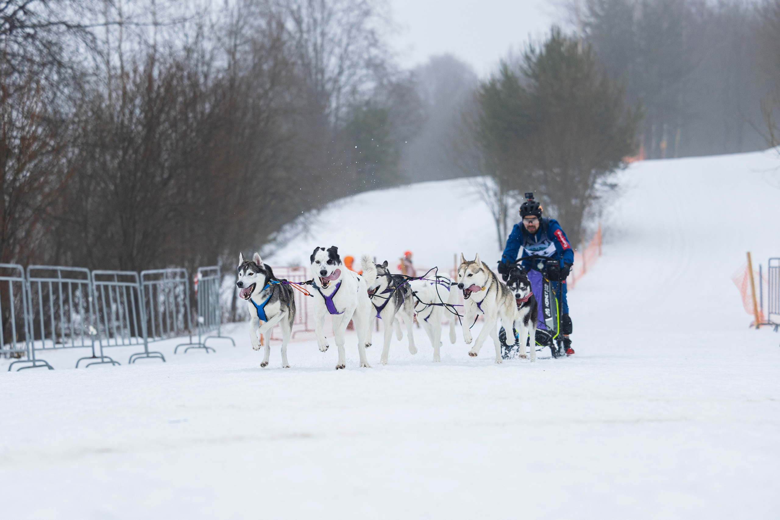 Зимний Чемпионат Санкт-Петербурга по ездовому спорту. Фотограф-анималист Анна Маринич