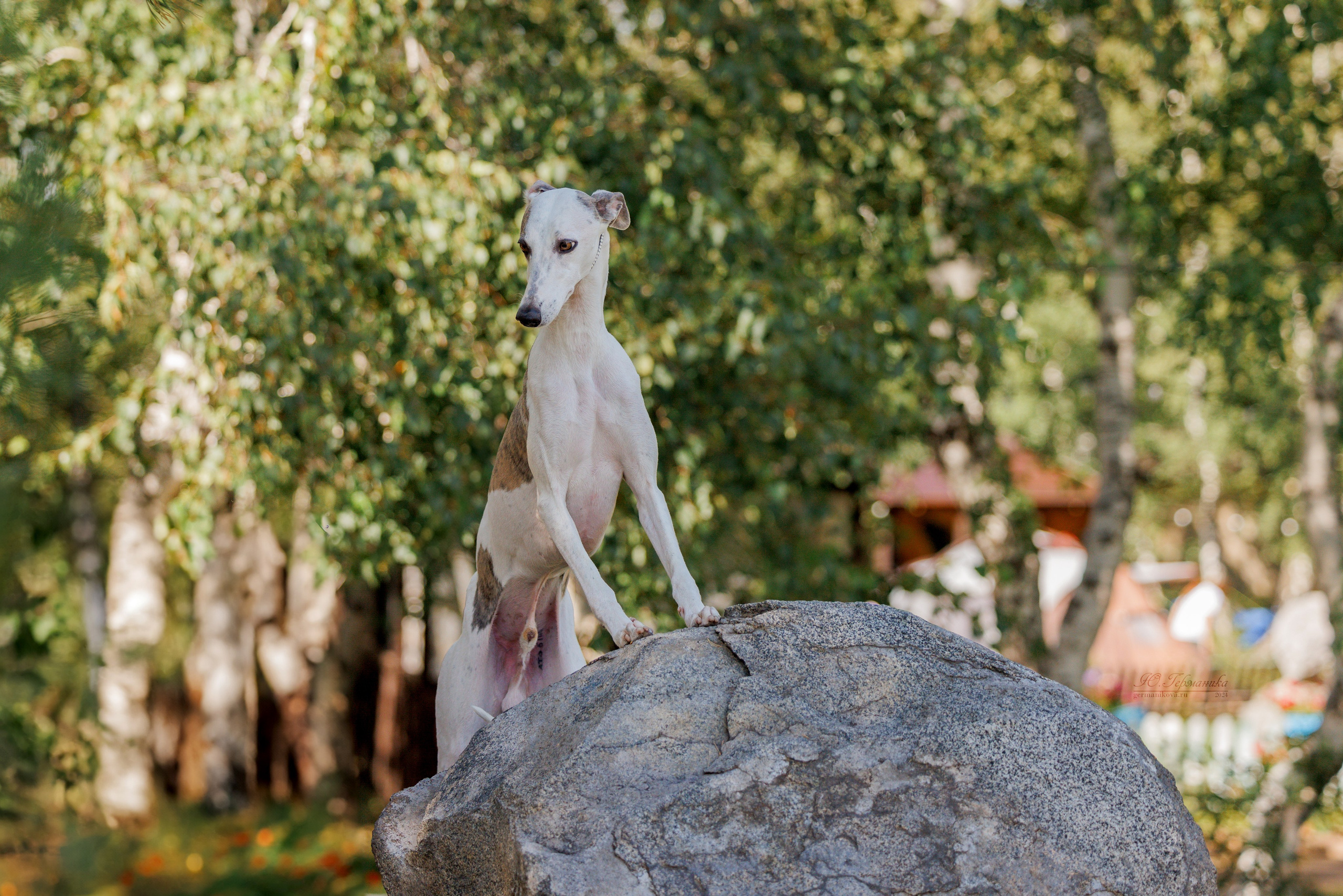 Астана 2хCACIB 17-18.08.2024. Фотограф-анималист Юлия Германика