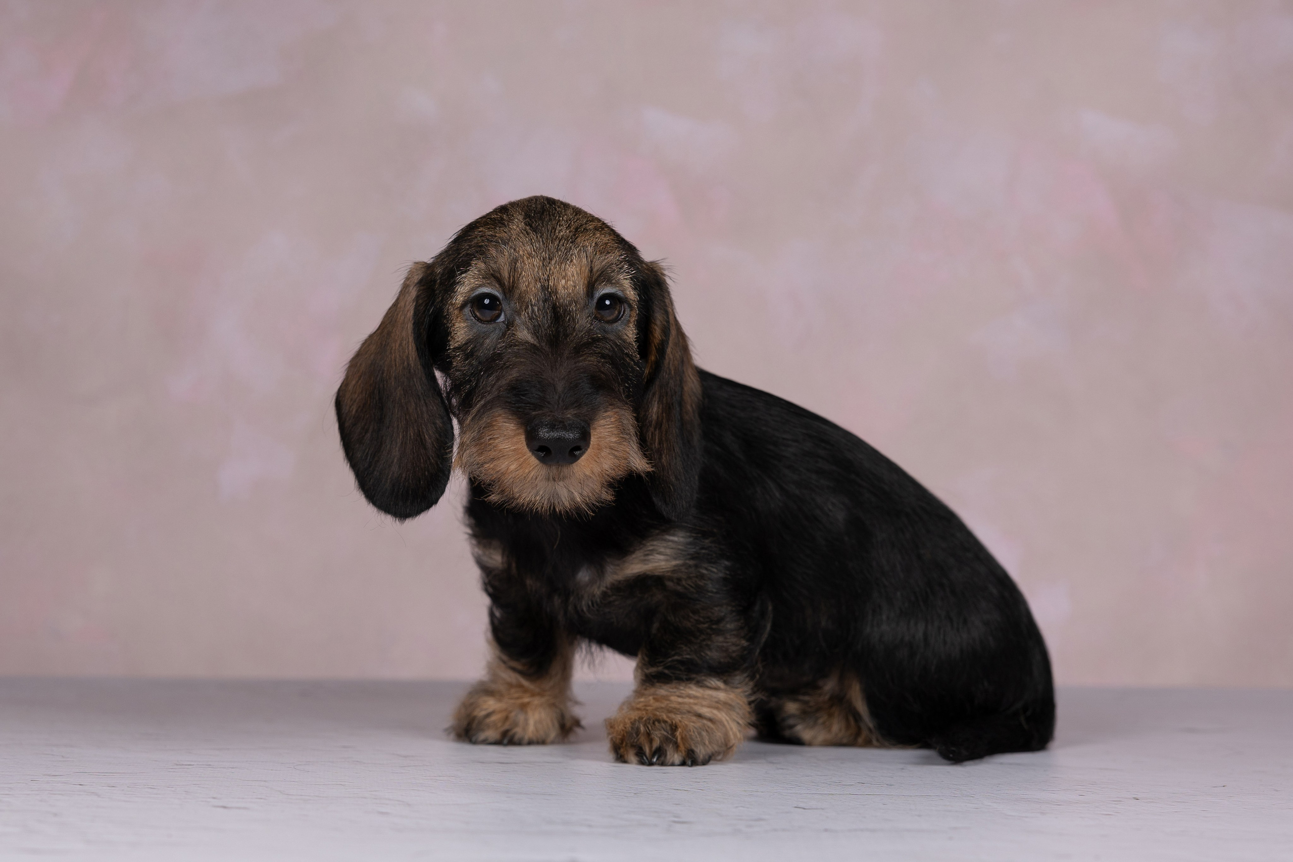 Щенки в домашней студии. Фотограф анималист в Казани Алина Сулейманова. Фотограф животных