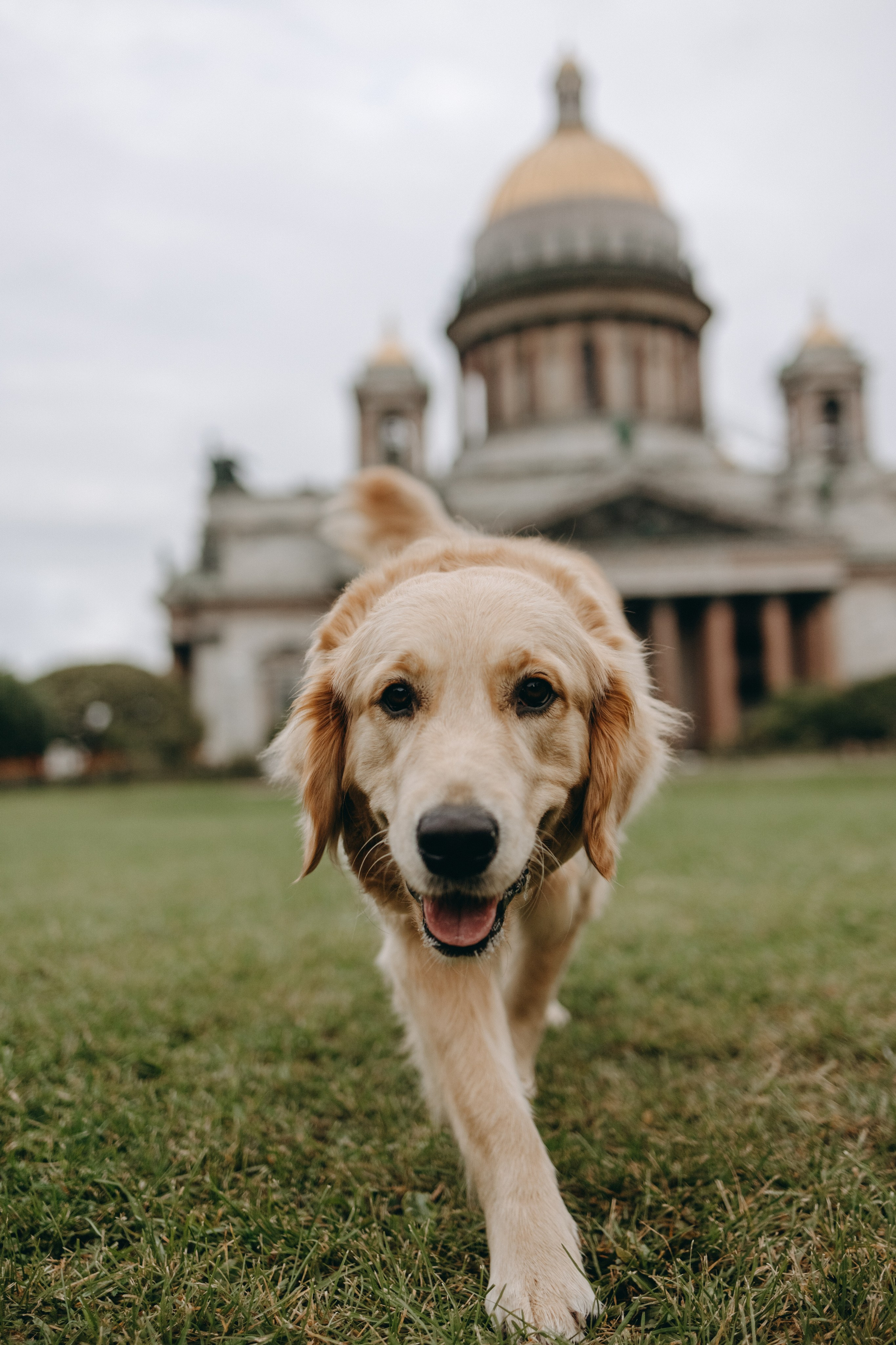 Бетти и ее семья. Фотограф — Анималист | Санкт-Петербург