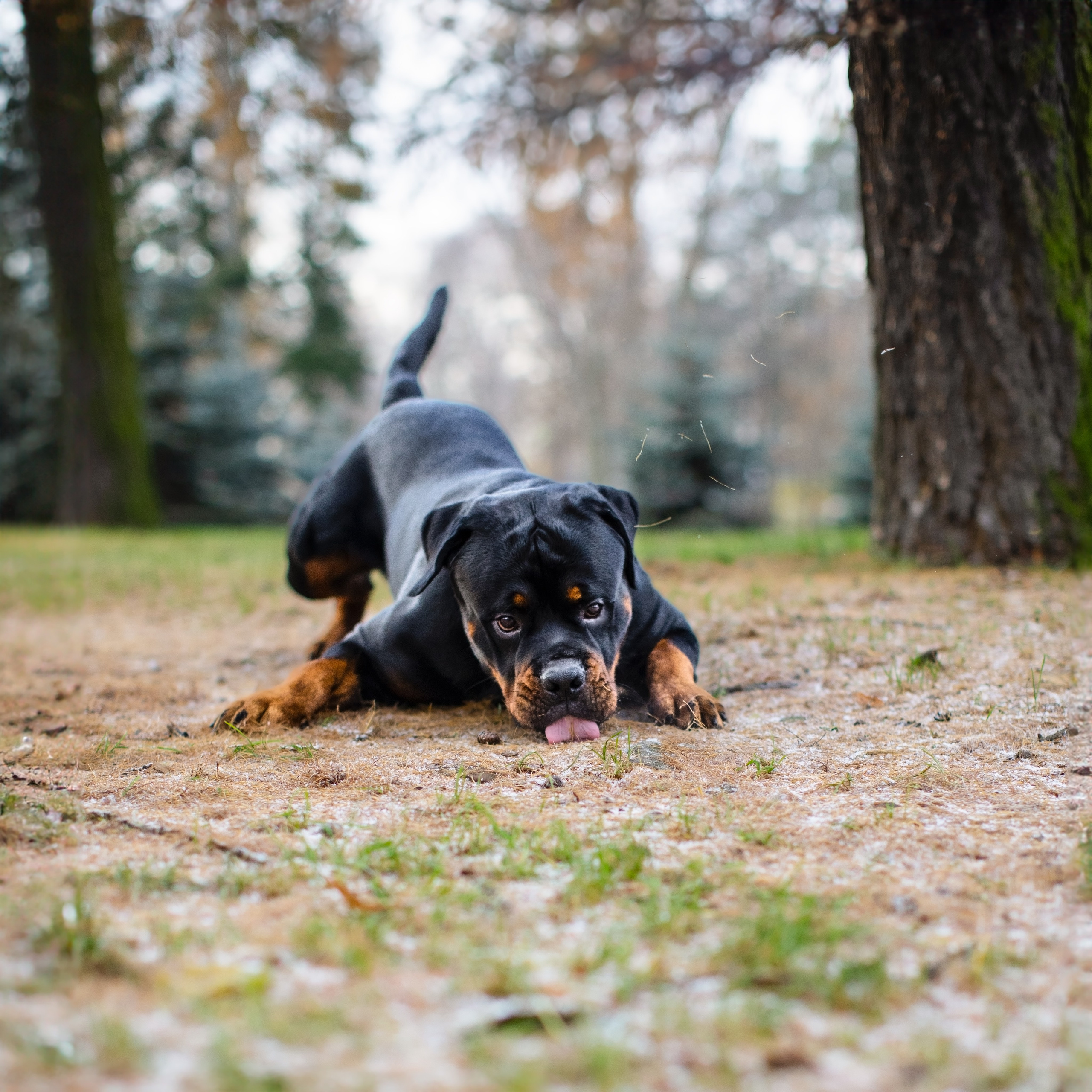 Ротвейлер Аватар. Портретная и семейная съемка. Фотограф анималист