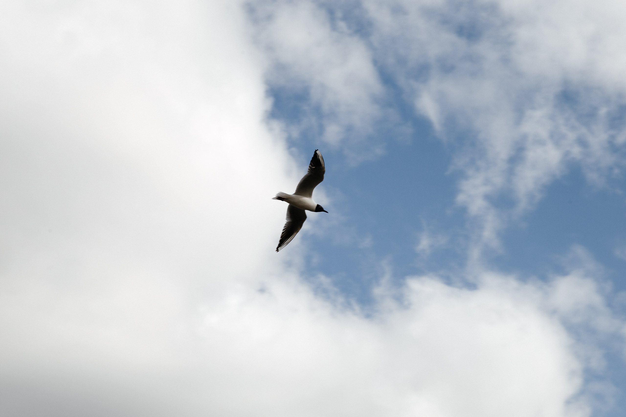 YUNONA & KONSTANTIN. Свадебный фотограф | Екатеринбург | Сочи | Артем Шестаков