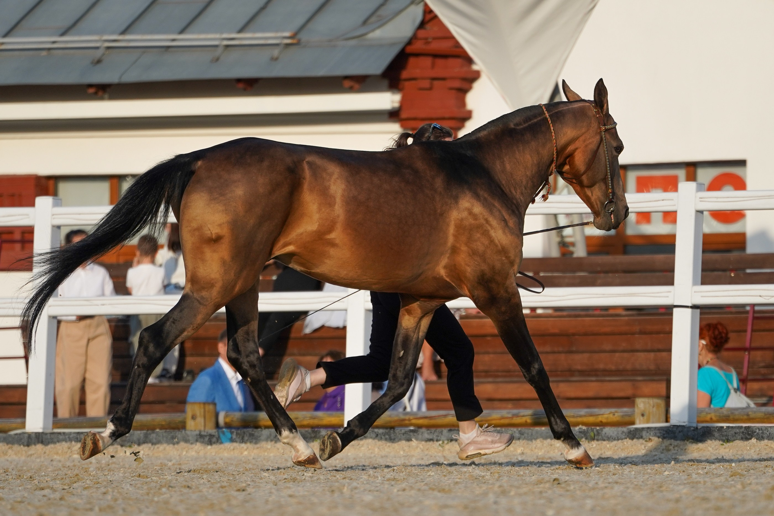 Чемпионат лошадей чистокровной ахалтекинской породы «КУБОК РОССИИ — 2024». Фотограф-анималист, портретный фотограф в Чебоксарах Мария Садыкова