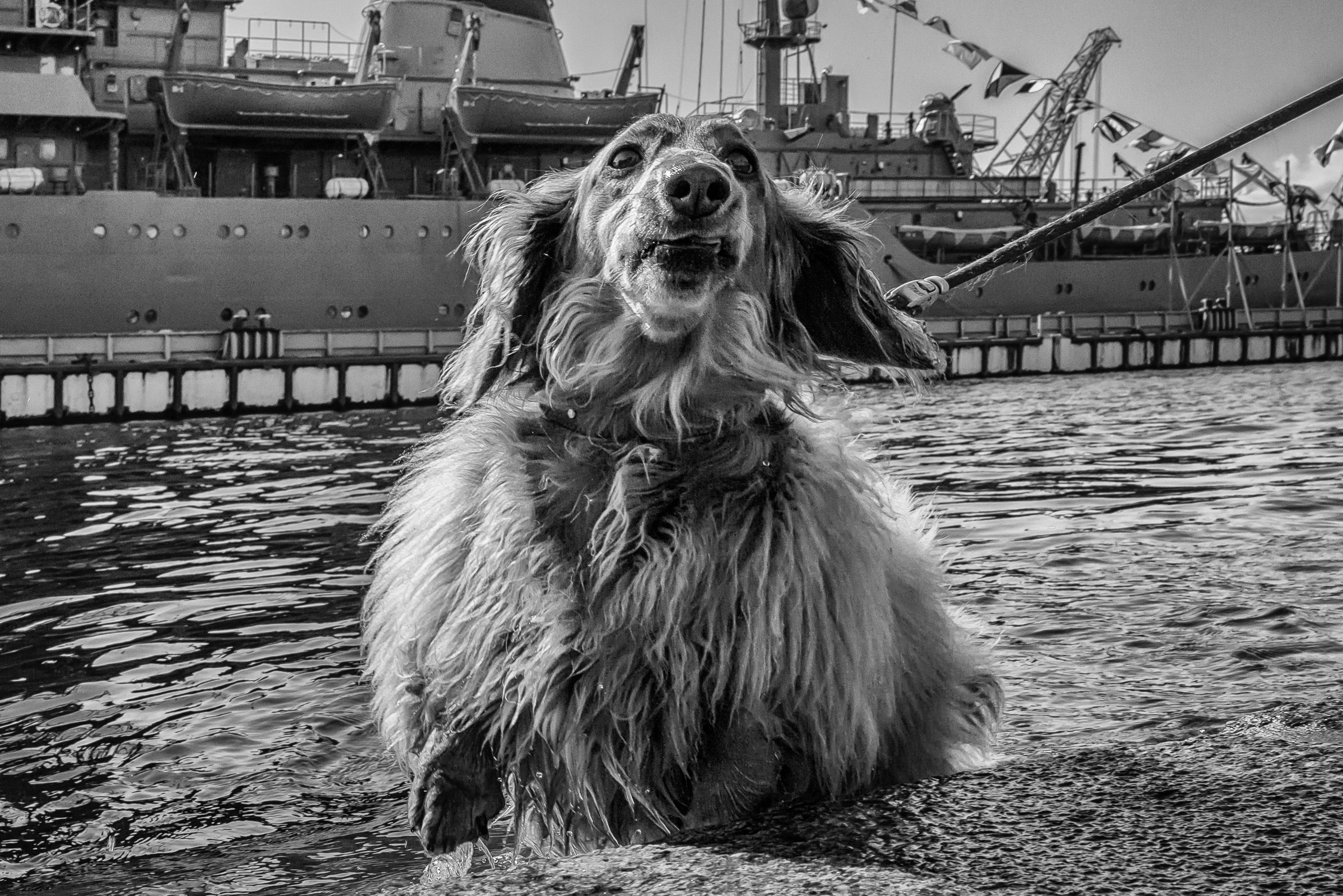 Dimitri Bakhtadze, dogs photos. Dimitri Bakhtadze photographer