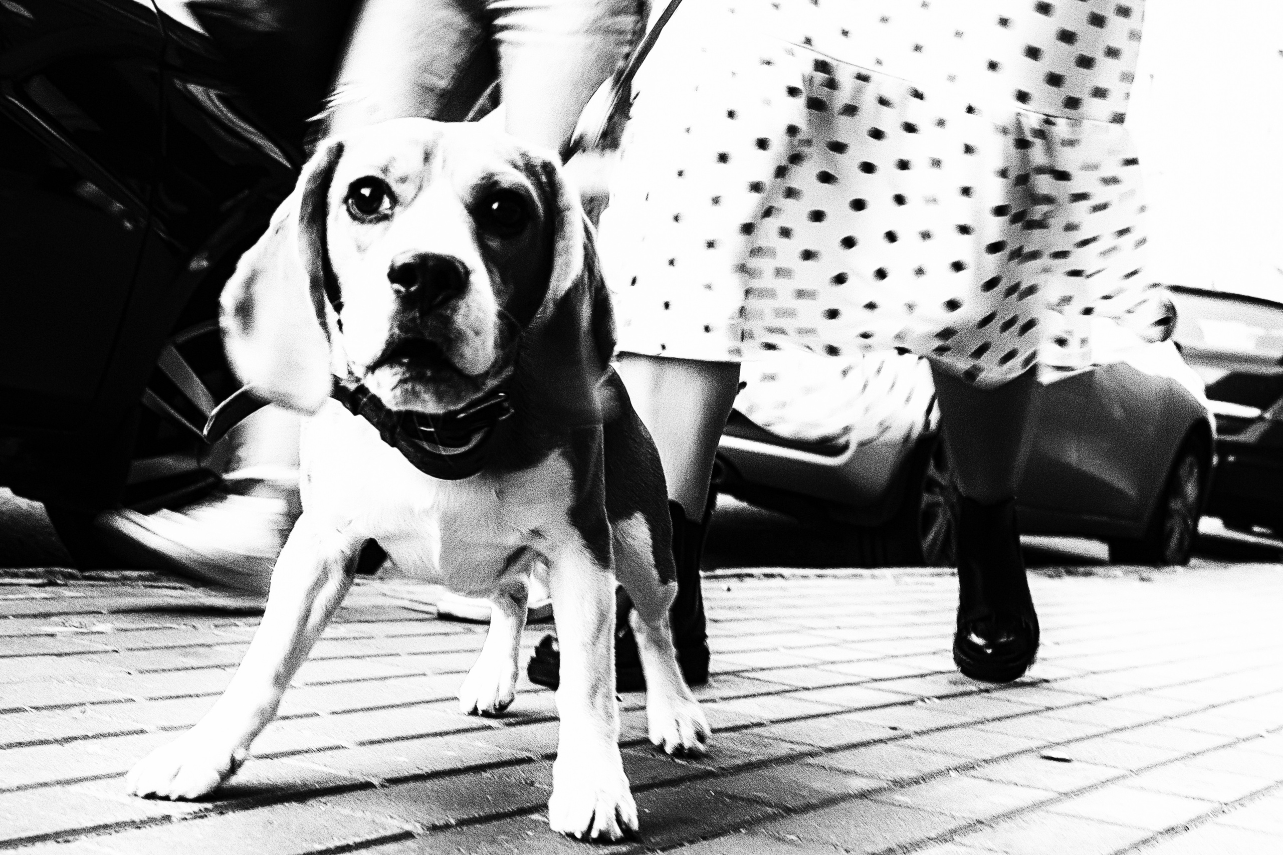 Dimitri Bakhtadze, black and white photos. Dimitri Bakhtadze photographer