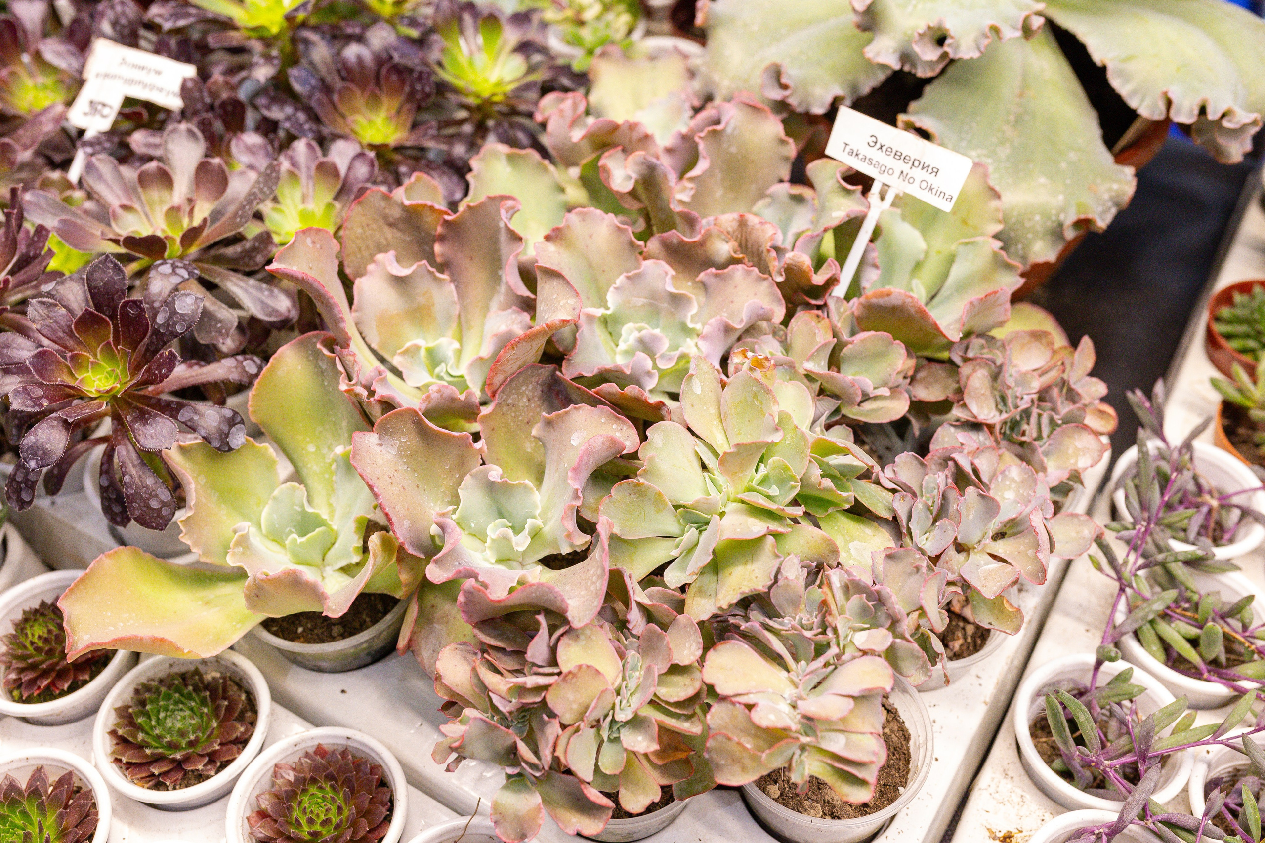 Монстериум 11–12 октября. Александра Куликова фотограф, Москва