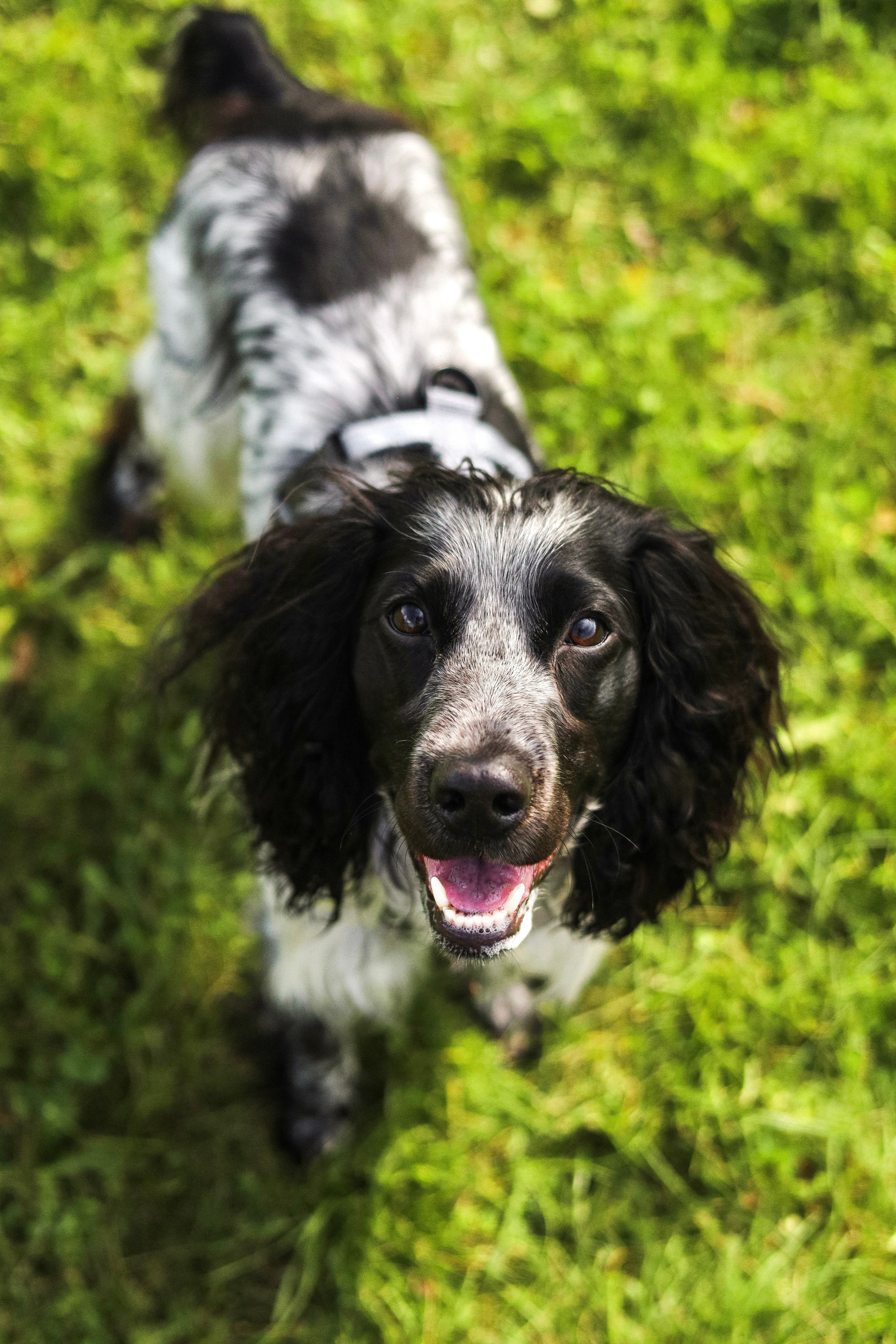 Купер и его семья. Фотограф-анималист Ксения Шевцова|Москва