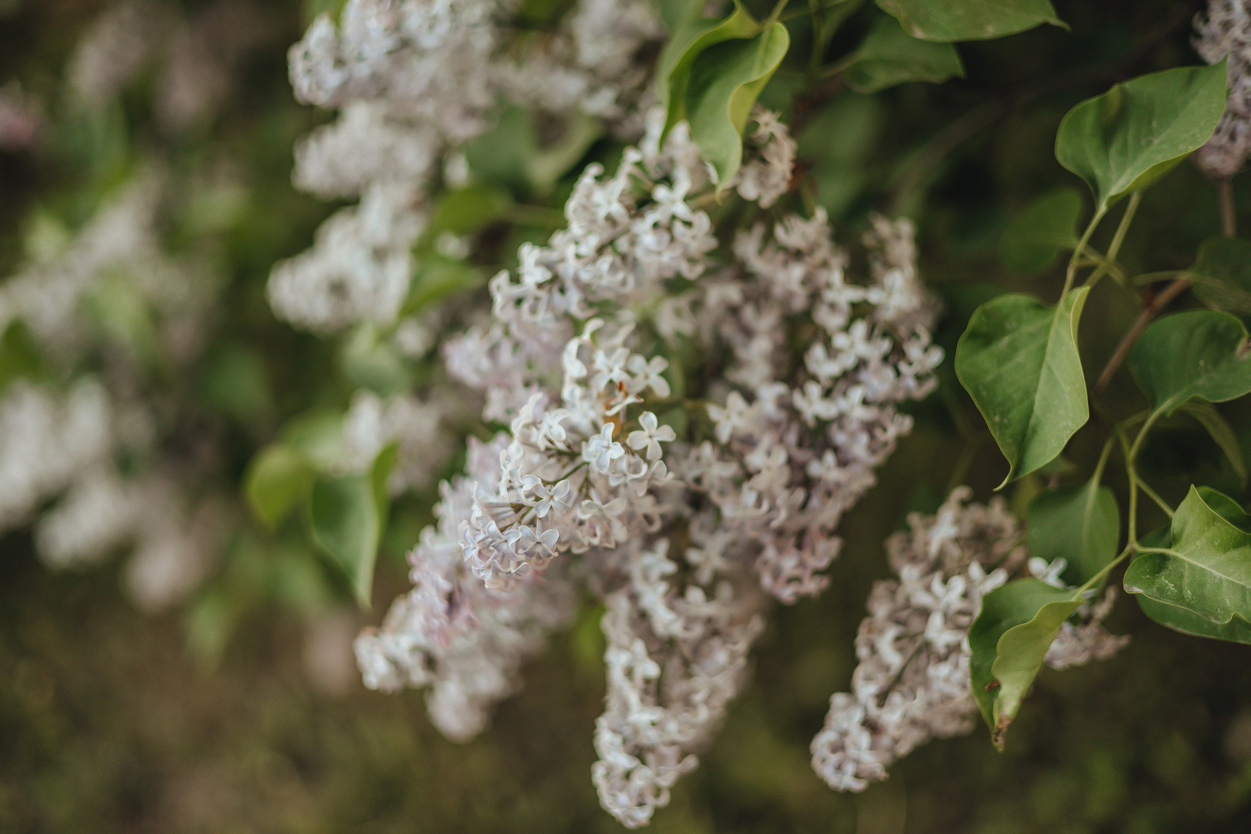 Прогулка по Царскому Селу. Свадебный и семейный фотограф Пушкин Царское Село СПБ Питер Санкт-Петербург и Рязань Ольга Козлова