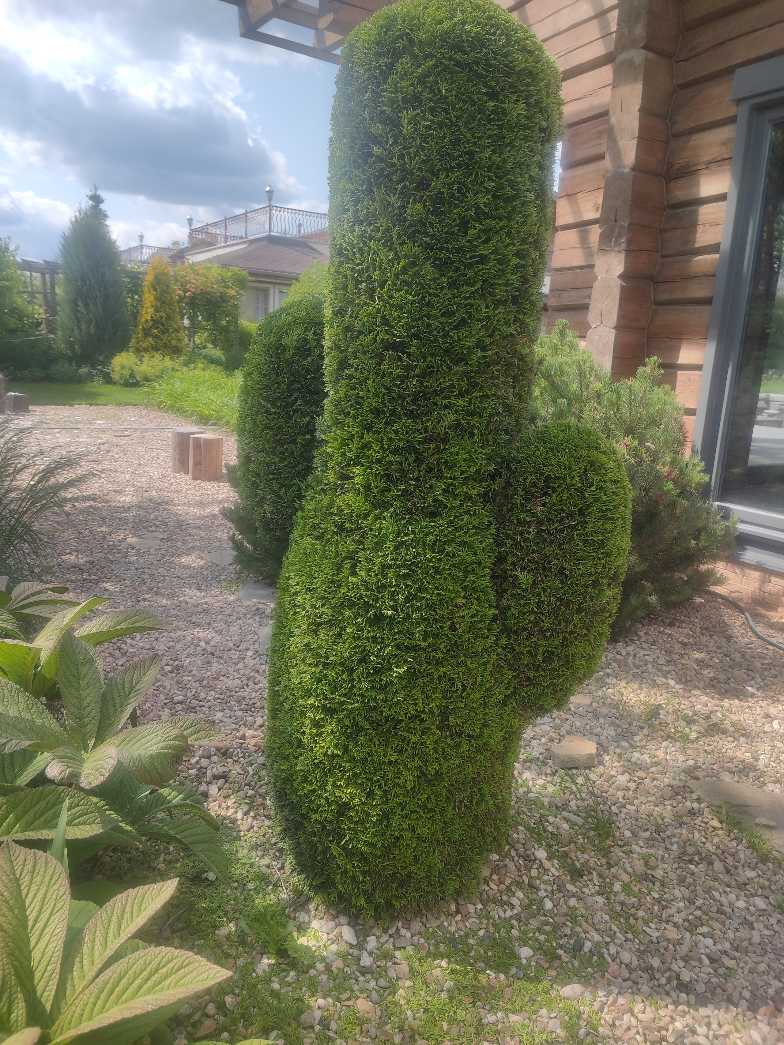 Топиарная стрижка. Все виды ландшафтных и строительных работ