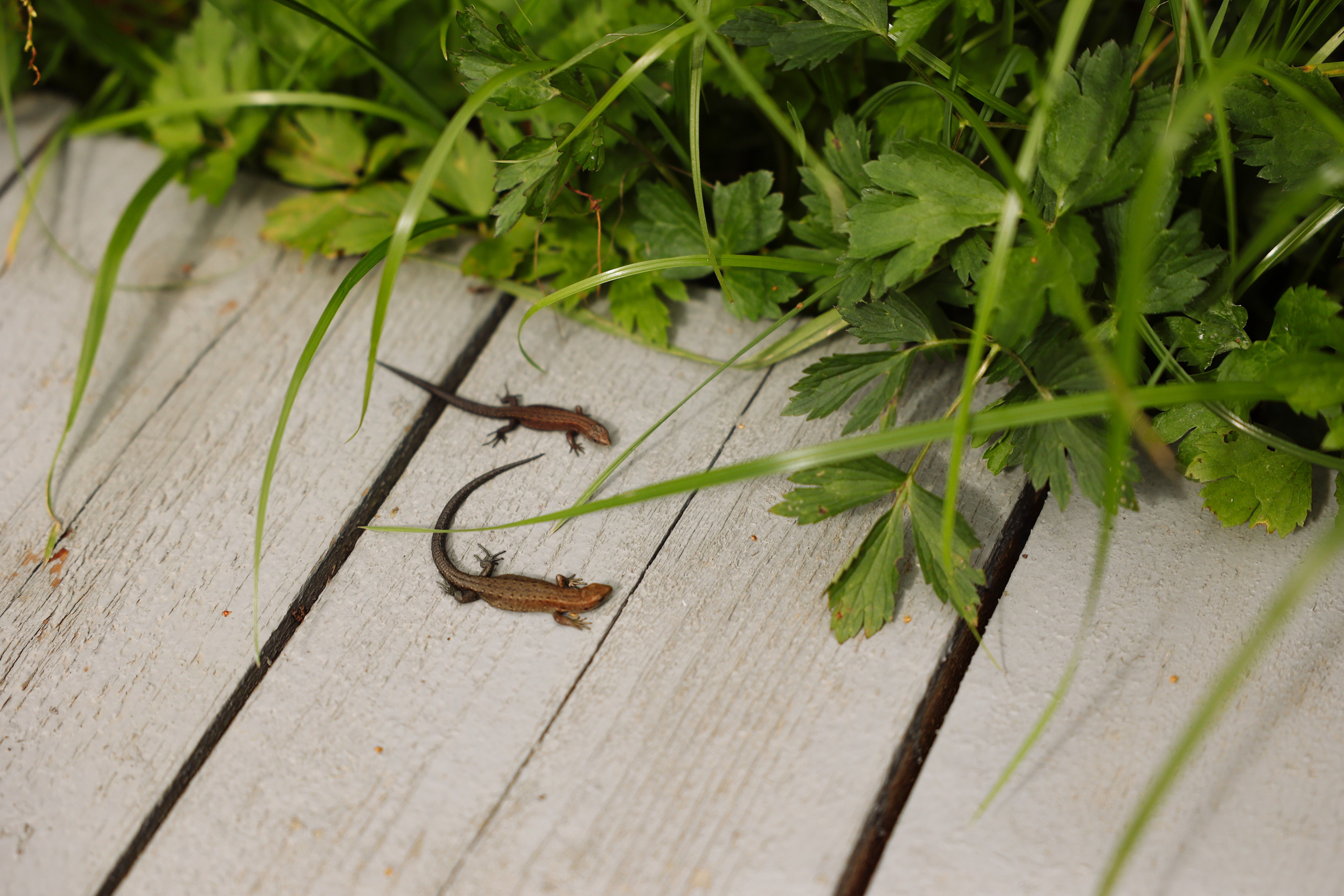 Green-house. Главная