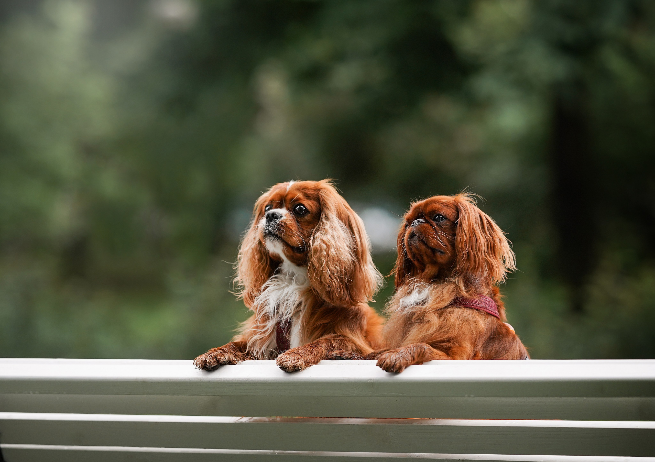 Юля Володя Гарри и Верон. Фотограф-анималист в Санкт-Петербурге Яна Мартынова
