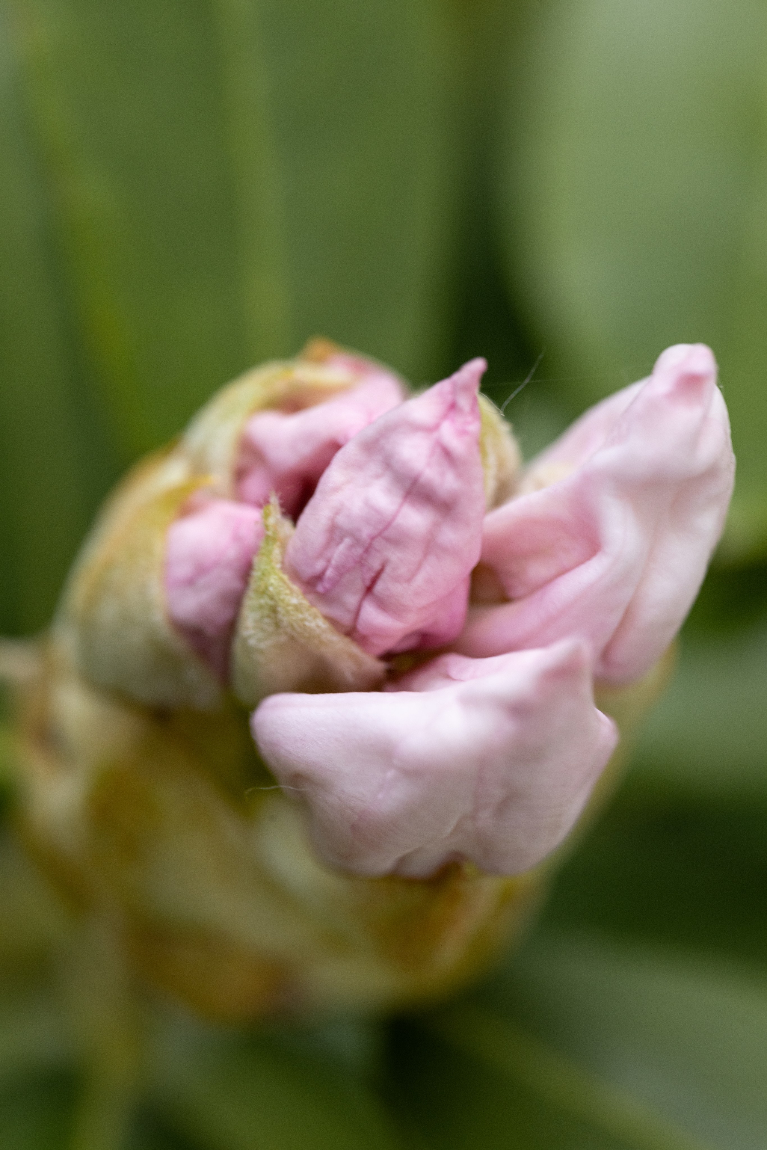 Macro. Фотограф на Юге России