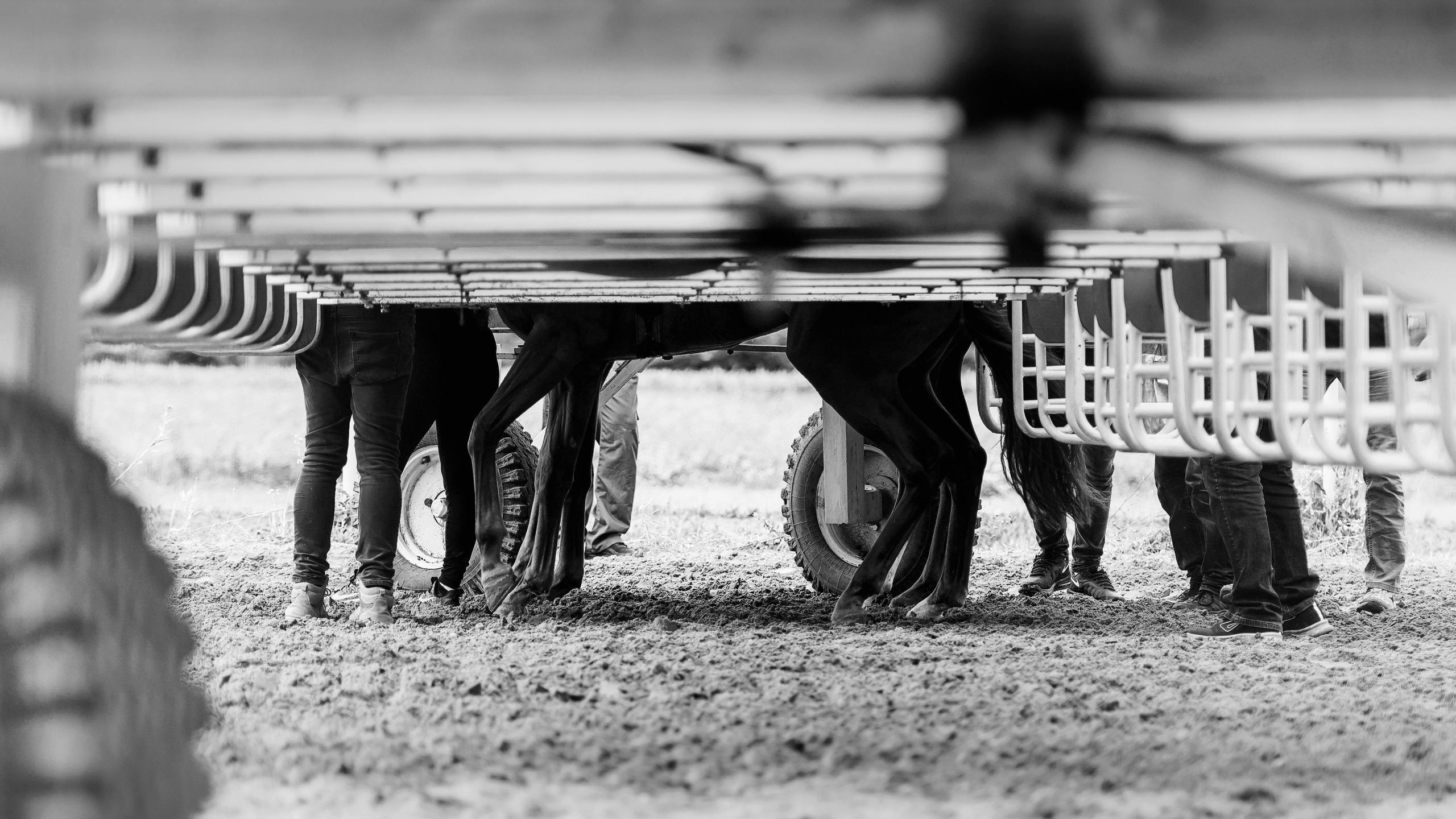 Конный фотограф Alesya Safe