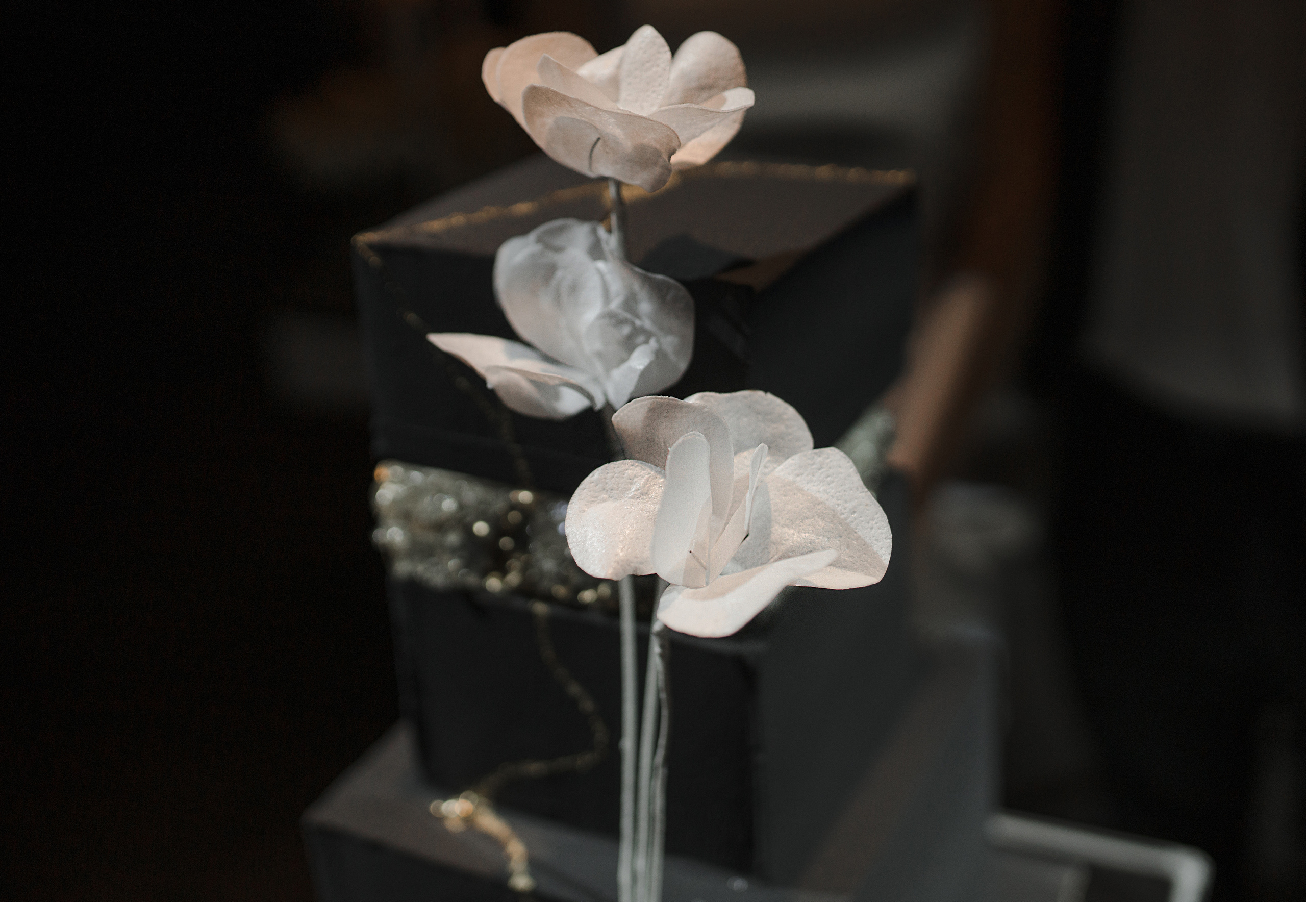 Black | White. Главная