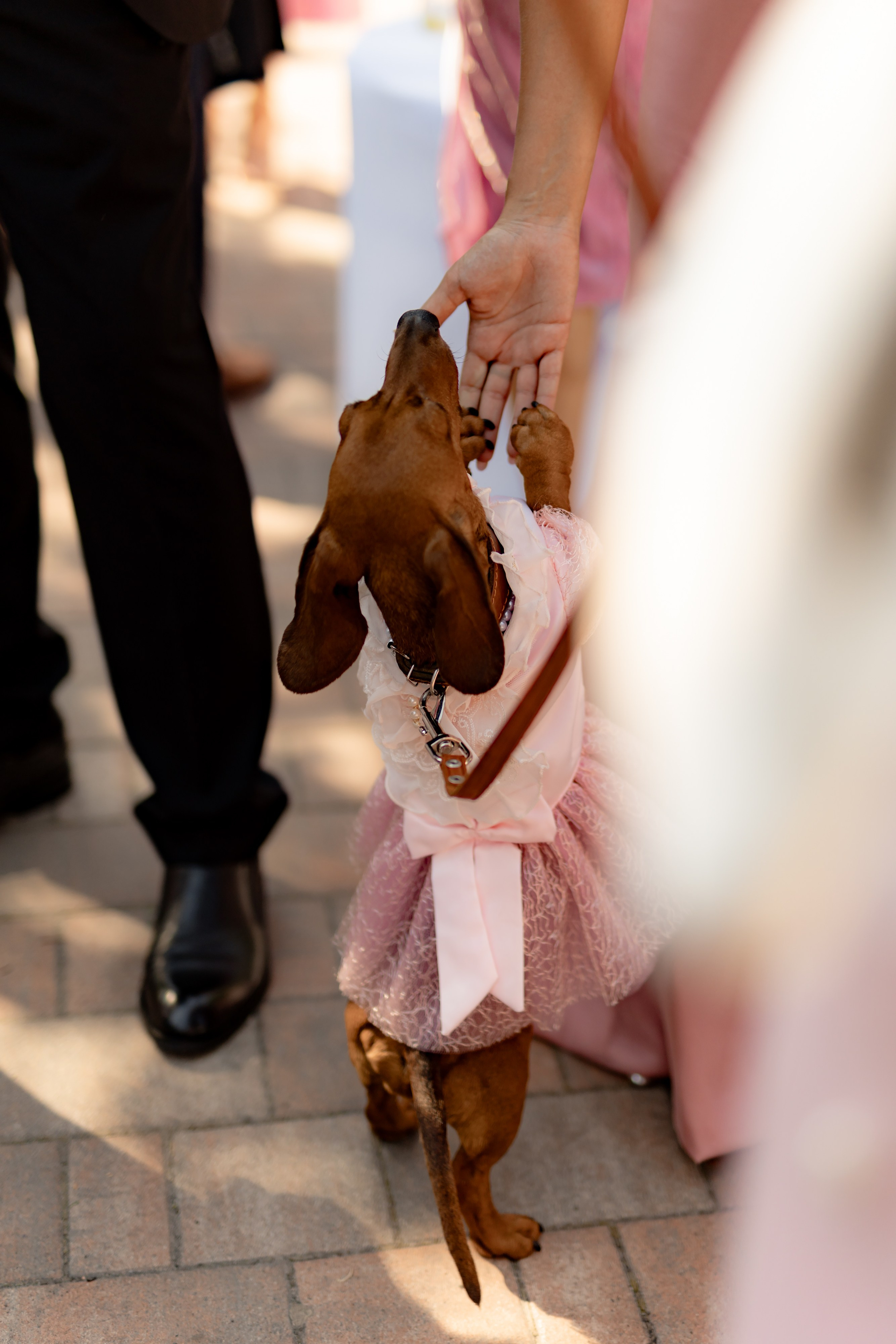 Свадьба Даниила и Анастасии. Дмитрий Позняк — свадебный фотограф в Брянске. Личный сайт фотографа