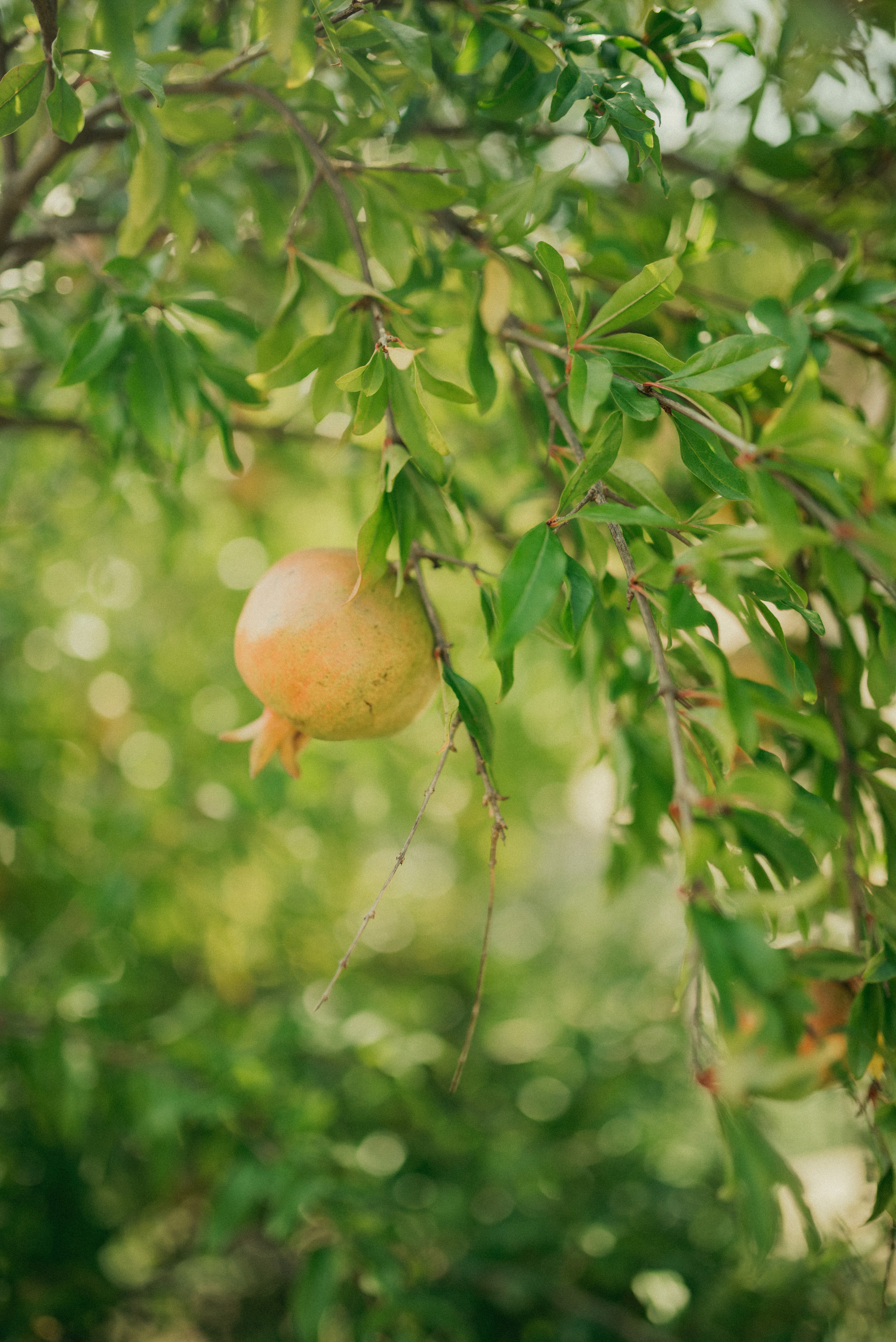 Lombardia Love story. Фотограф Василиса Гордеева